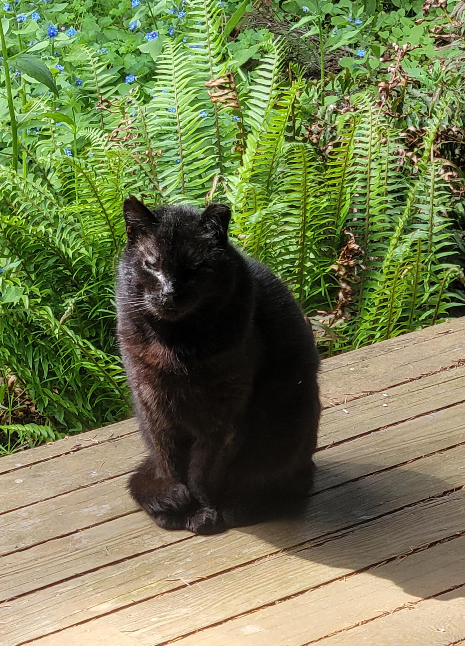 We are devastated with grief right now over losing our friend Mr. Merlin on Tuesday. The vet came over and performed surgery on him, but he did not recover fro…