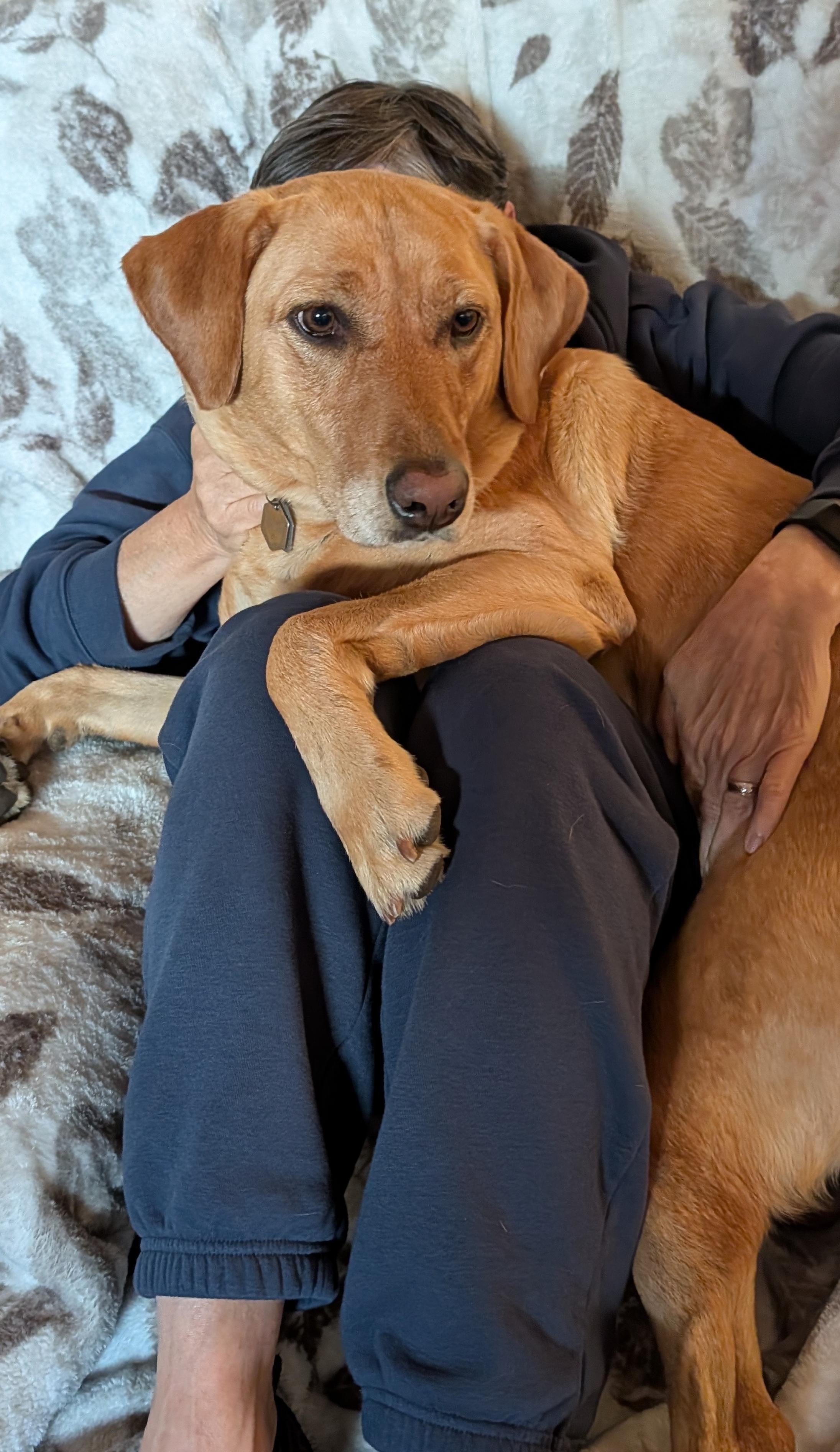 Summer hopped up on my lap for some after breakfast cuddles. She wanted to find out what our plan is for the day. Ready to weigh in if she has an opinion of co…