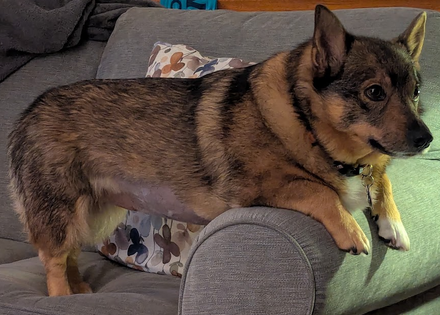 The best puppers.