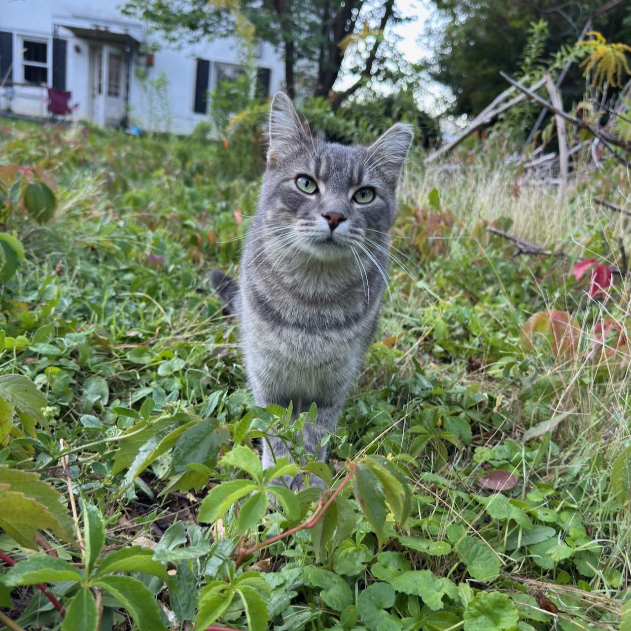 Jasper was busy doing something else, so I took Soda on mid-morning jaunt around the yard today, wandering through the wild part in the north end a couple time…
