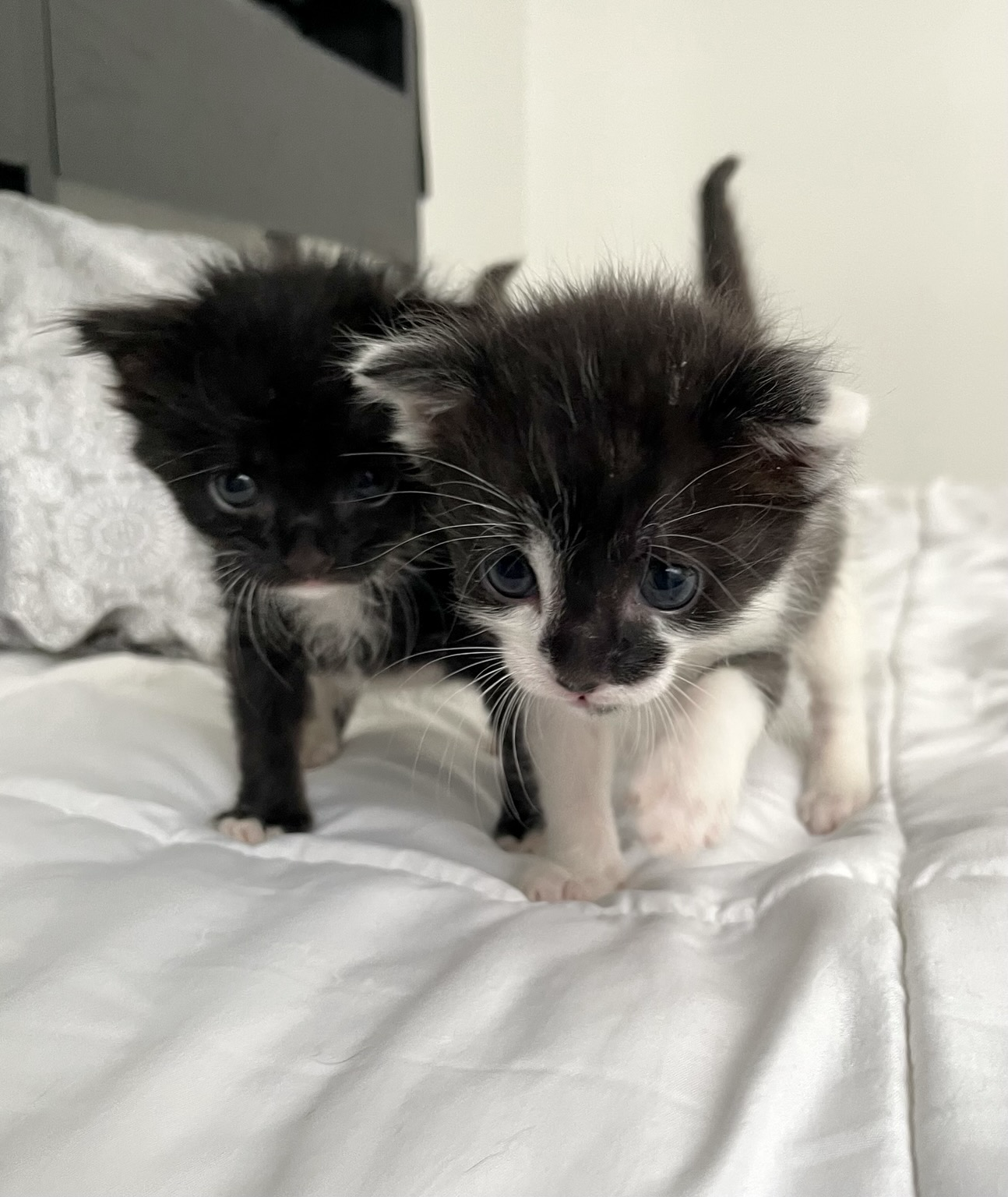 Kittens on a mission 🐱🖤🤍