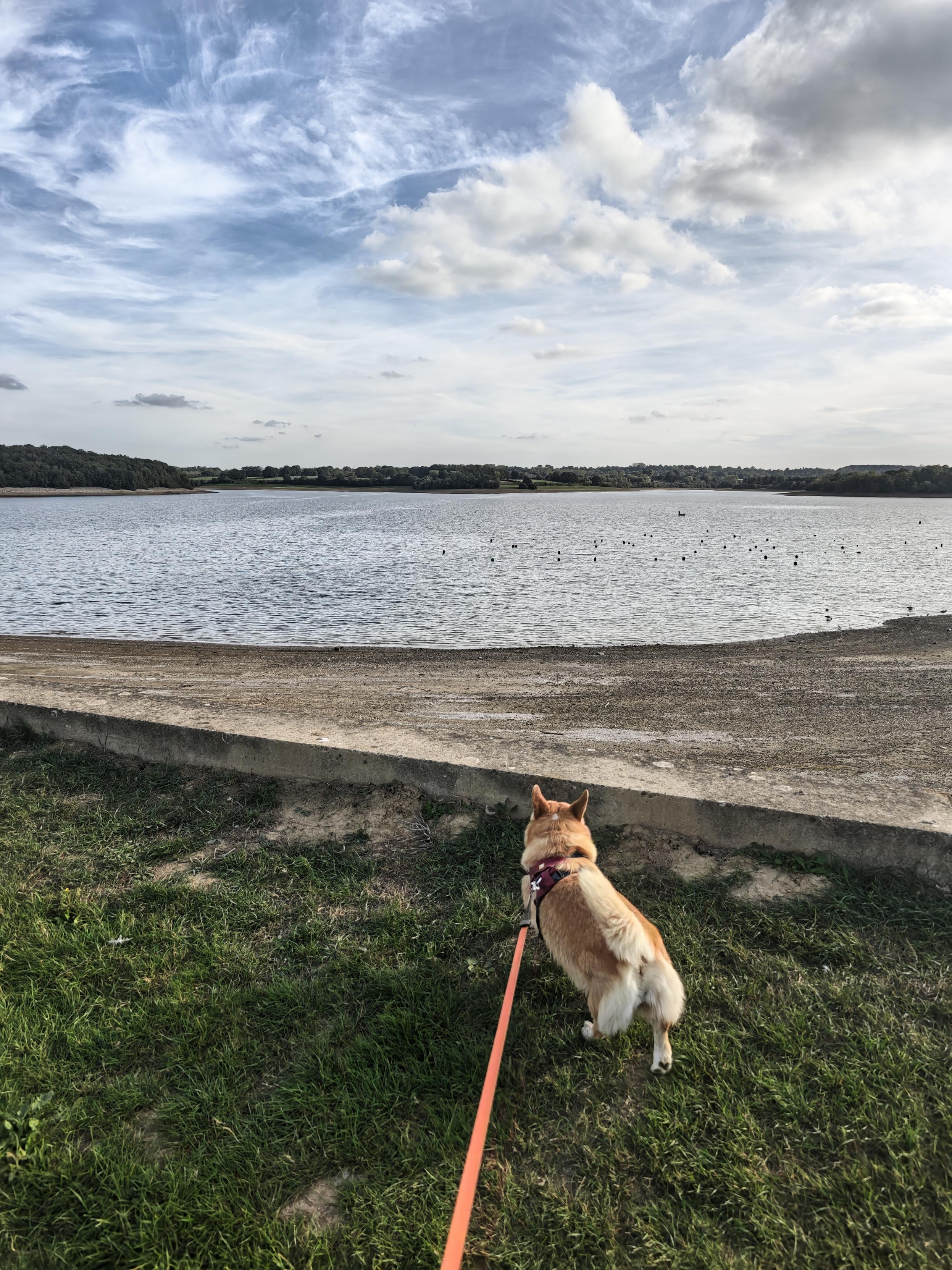 Big walkies along the Bewl Water dam. The view over the lake from the dam wall is spectacular and she was so excited by it. She was especially curious about th…