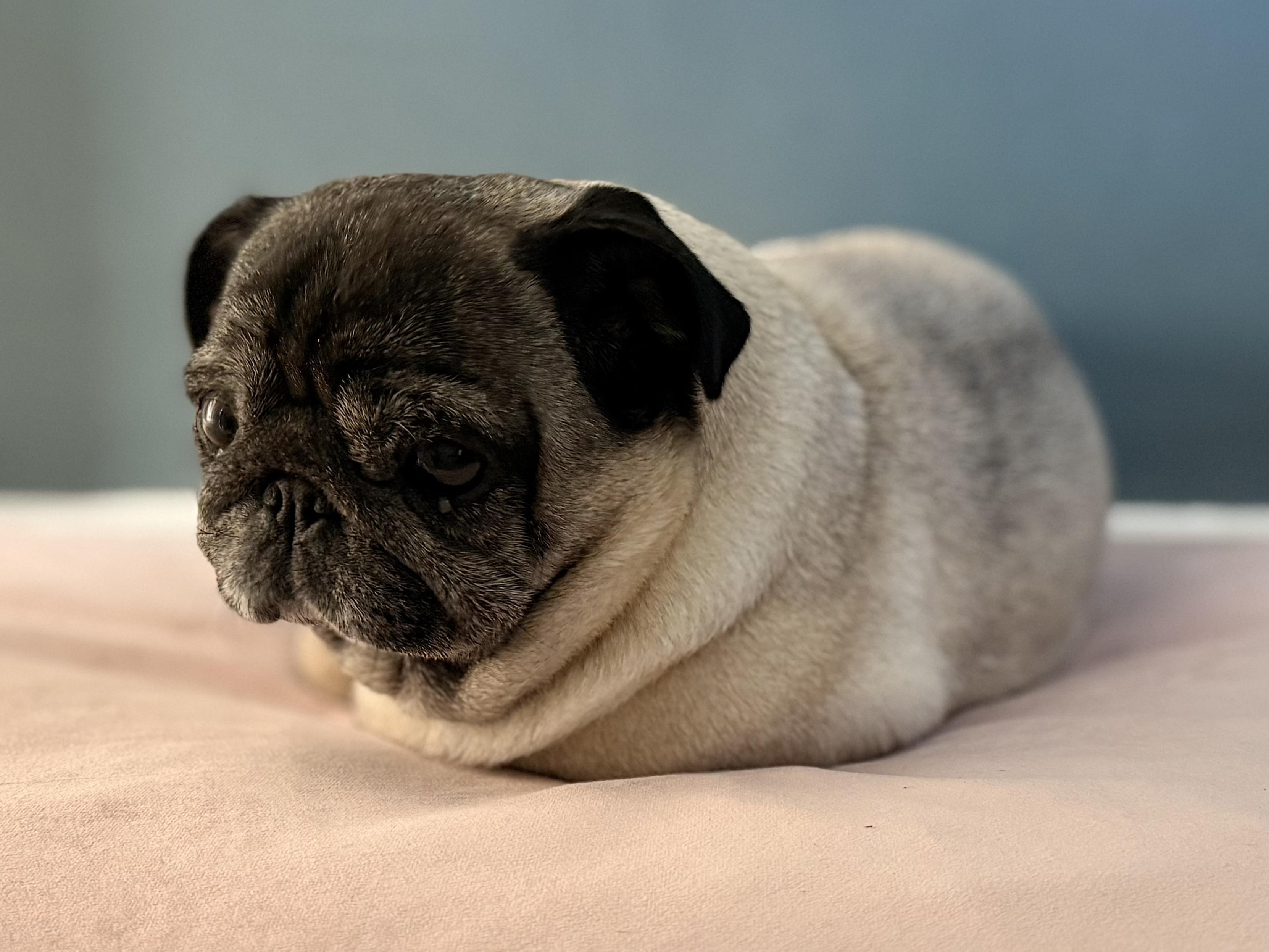 Loaf —