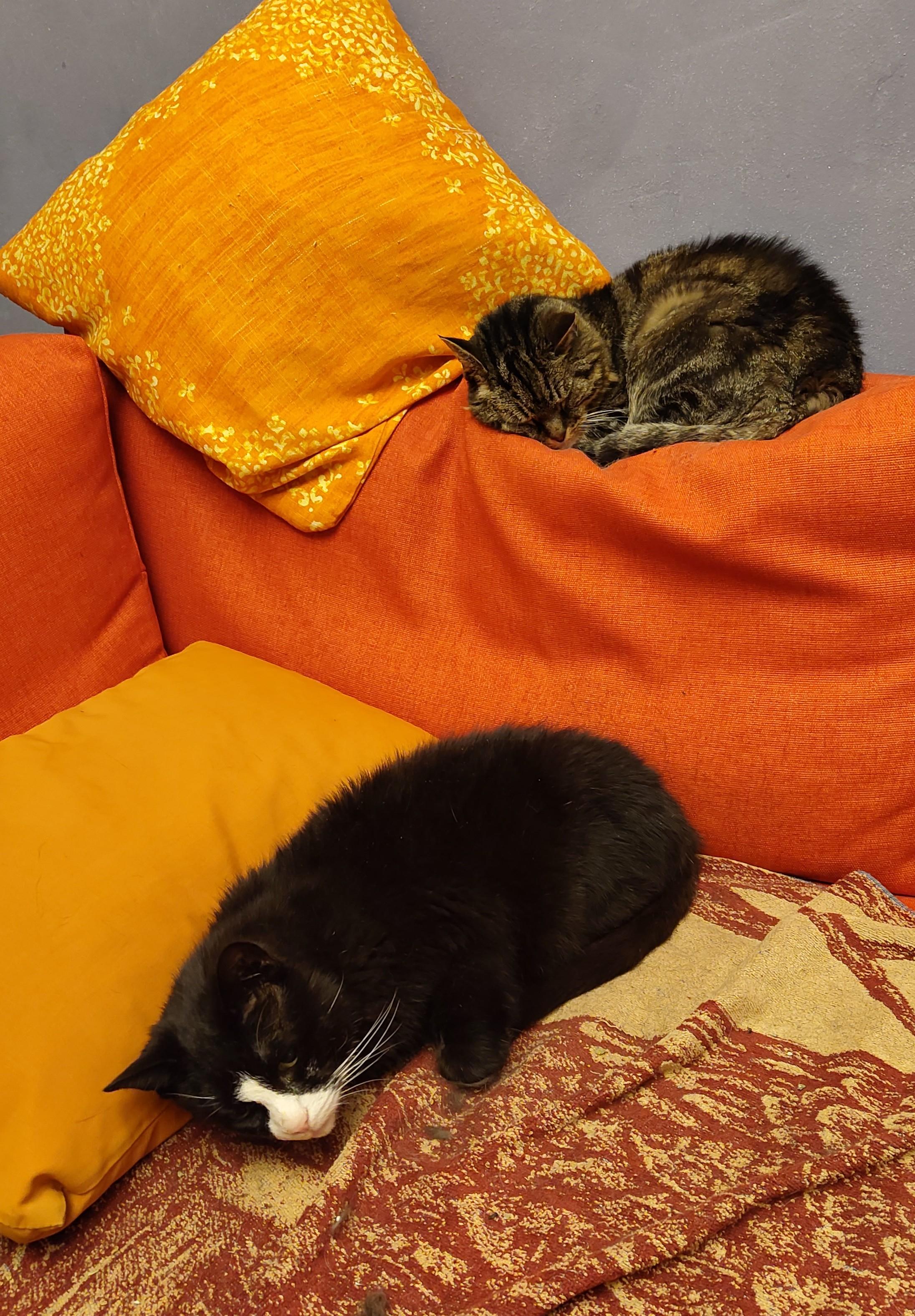 After my mum's cat died almost two months ago, she took in two rescues. Today I got to meet them. My introduction was accepted and scritches were gracefully re…