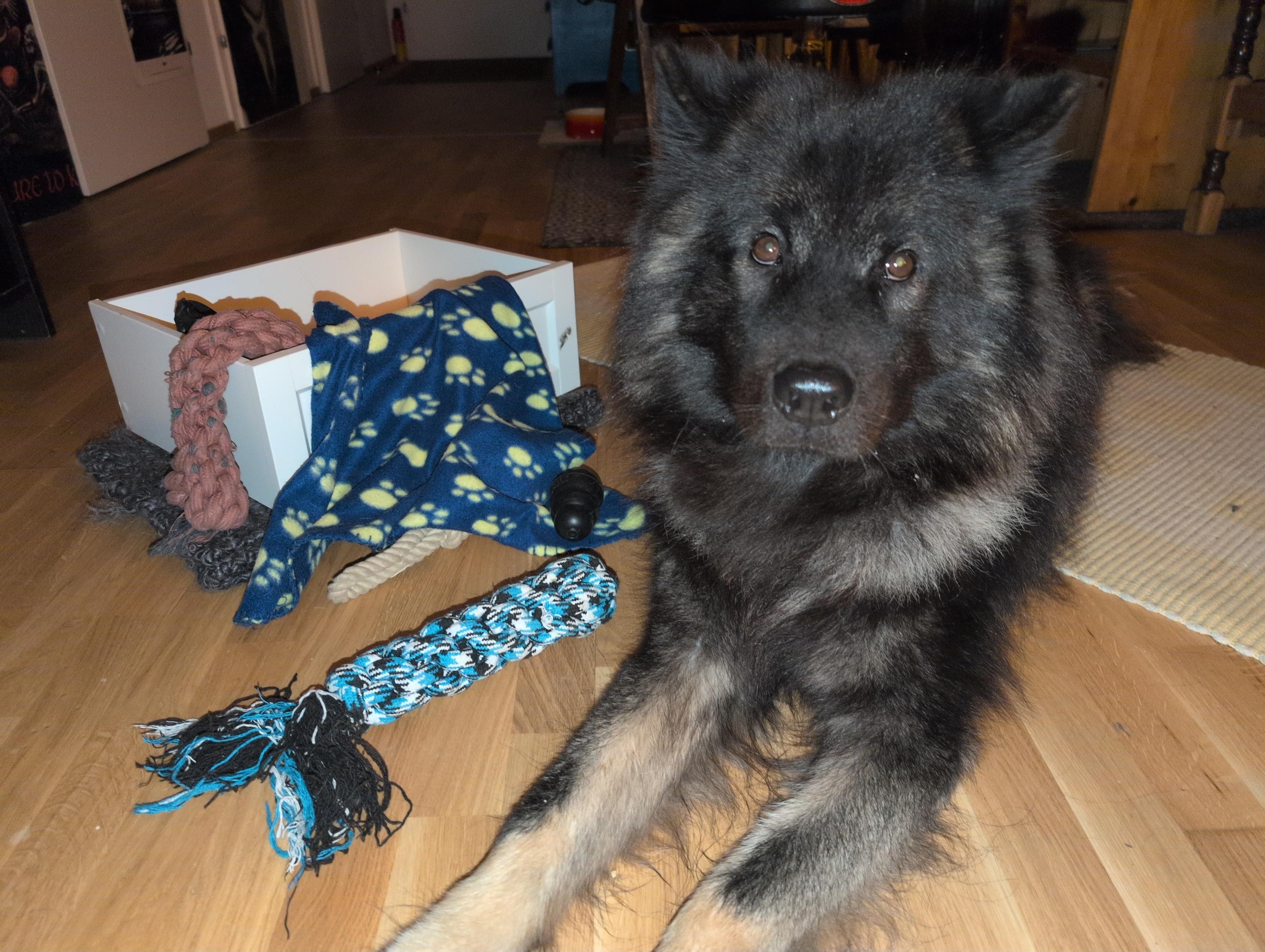 Playtime! It's just so hard to choose the toy of the day ;)