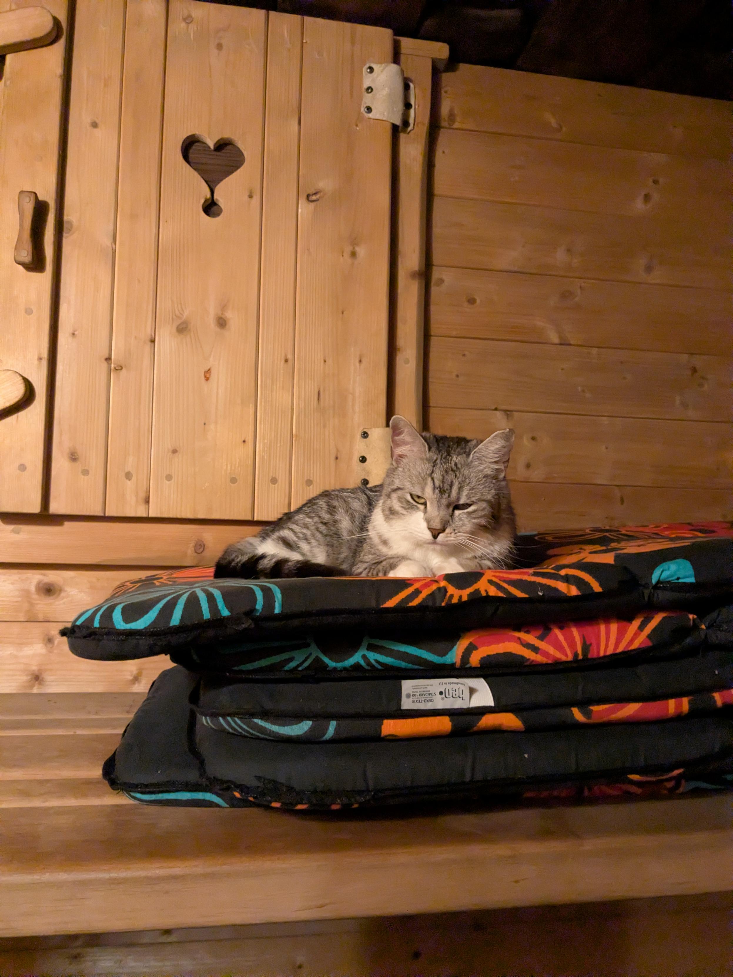 My cat on a stack of seat cushions