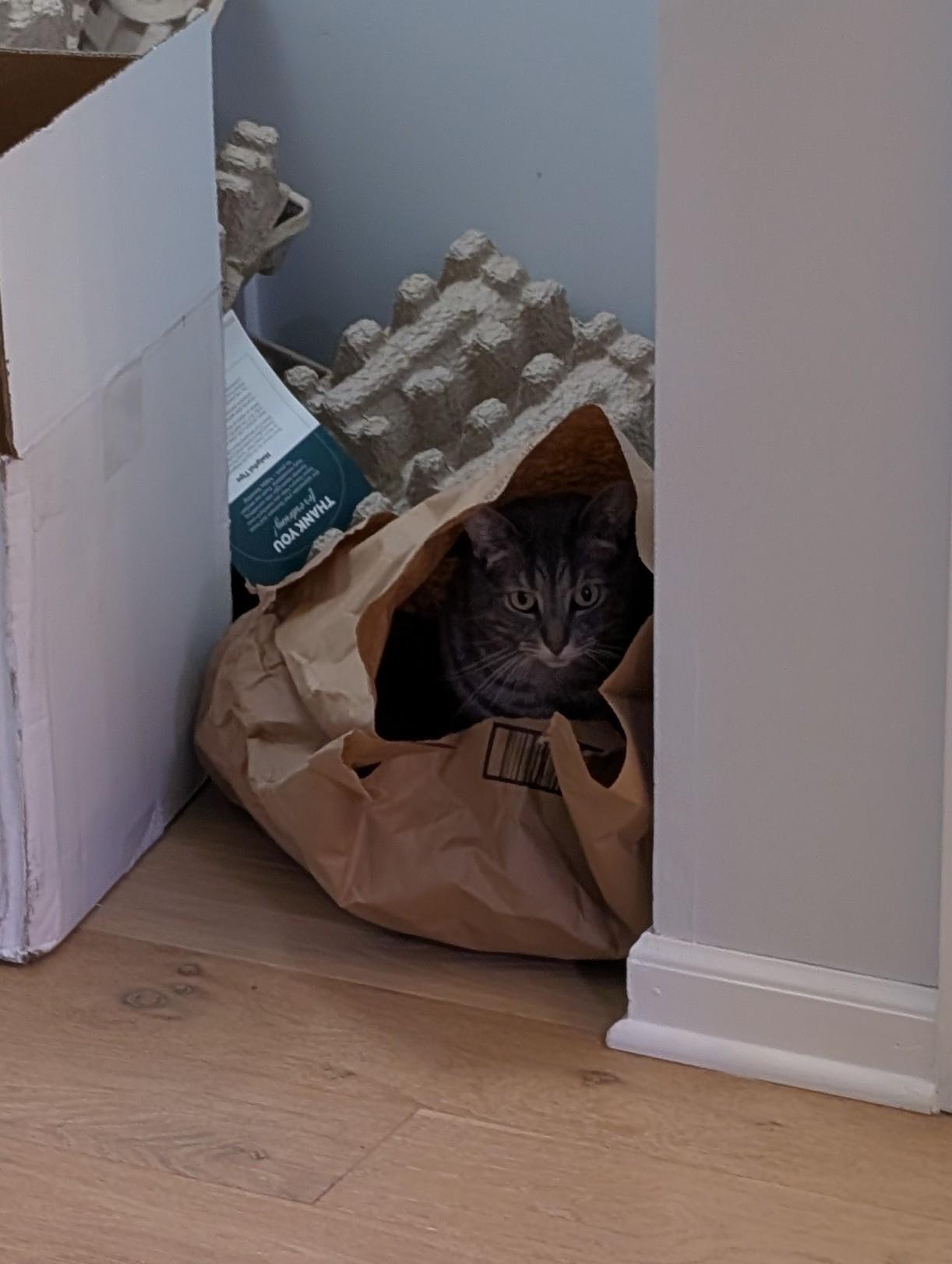 Opened some packages and left the packaging piled in the entryway. A little bit later I heard some rustling, and found that Lydia had decided to see how comfor…
