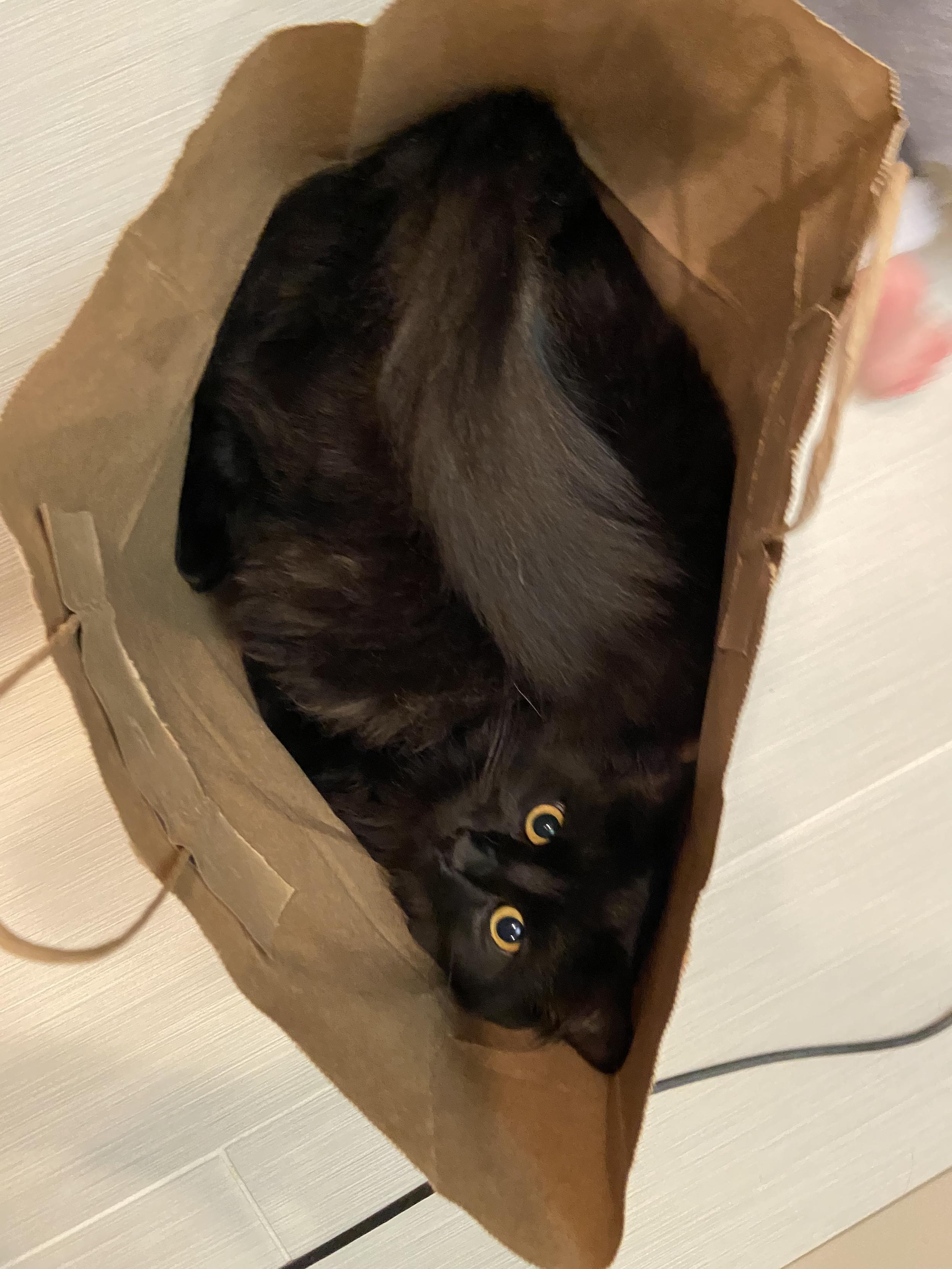 throwback: Danger used to love laying in grocery bags like this.