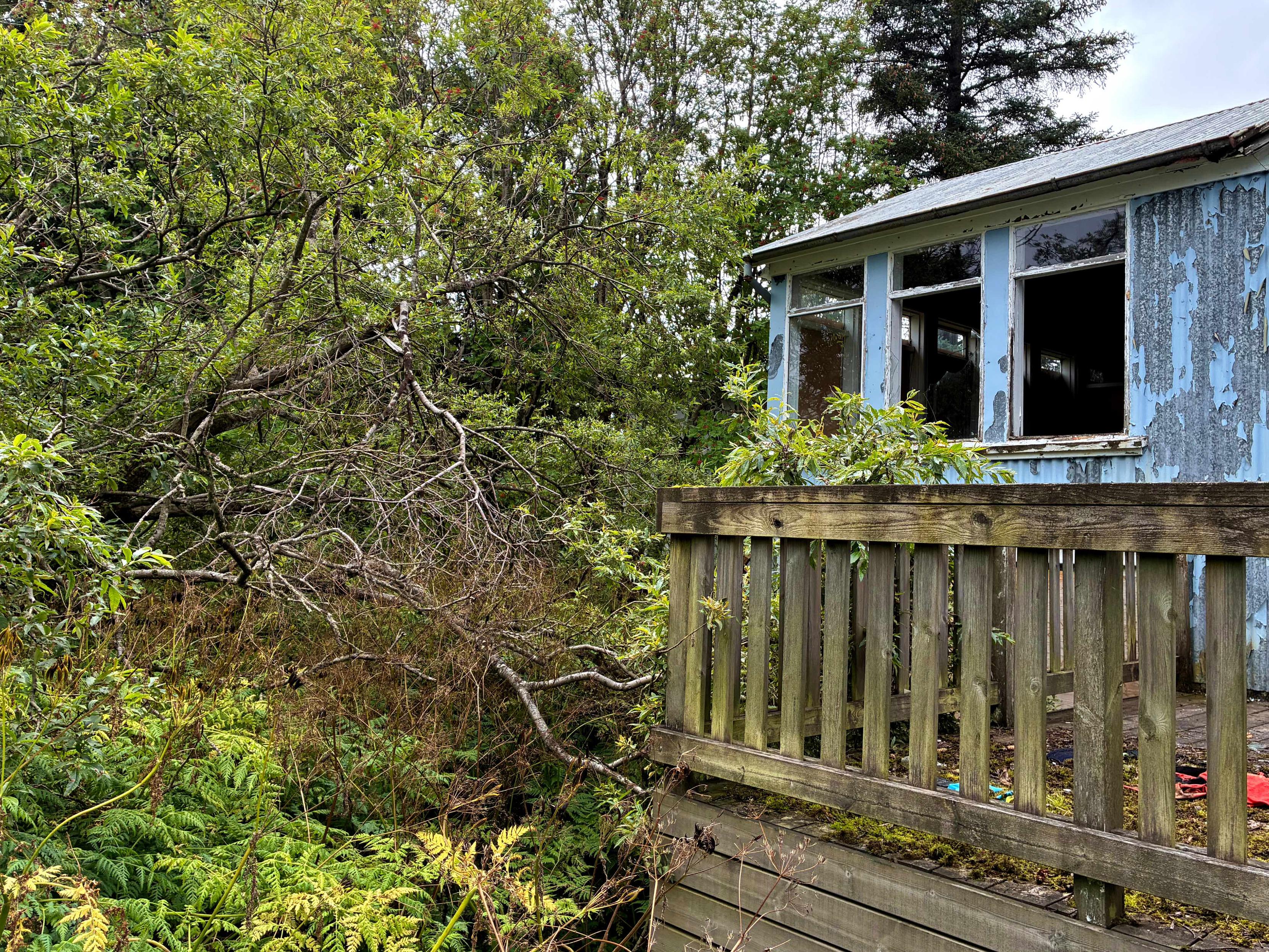 Thick vegetation growing next to an abandoned house.