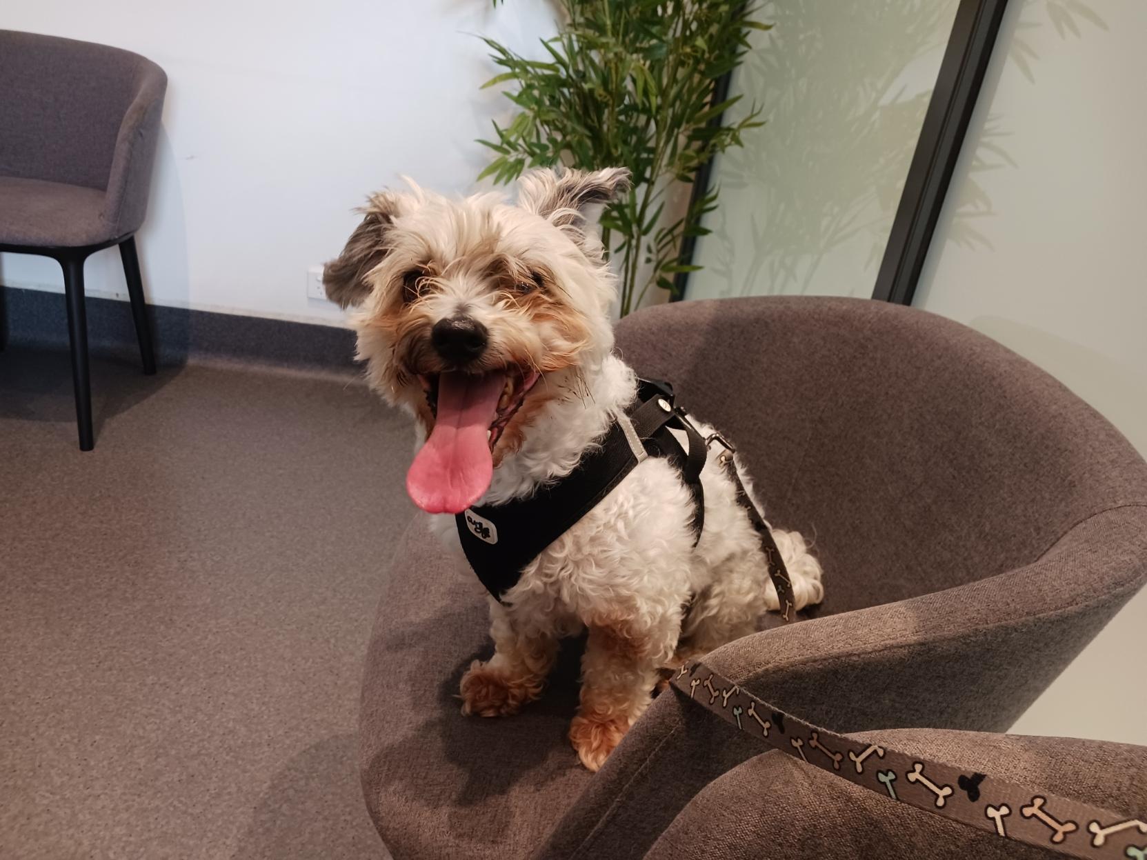 We're at the special vet today to see if we can work out how to solve the bladder stones situation.
