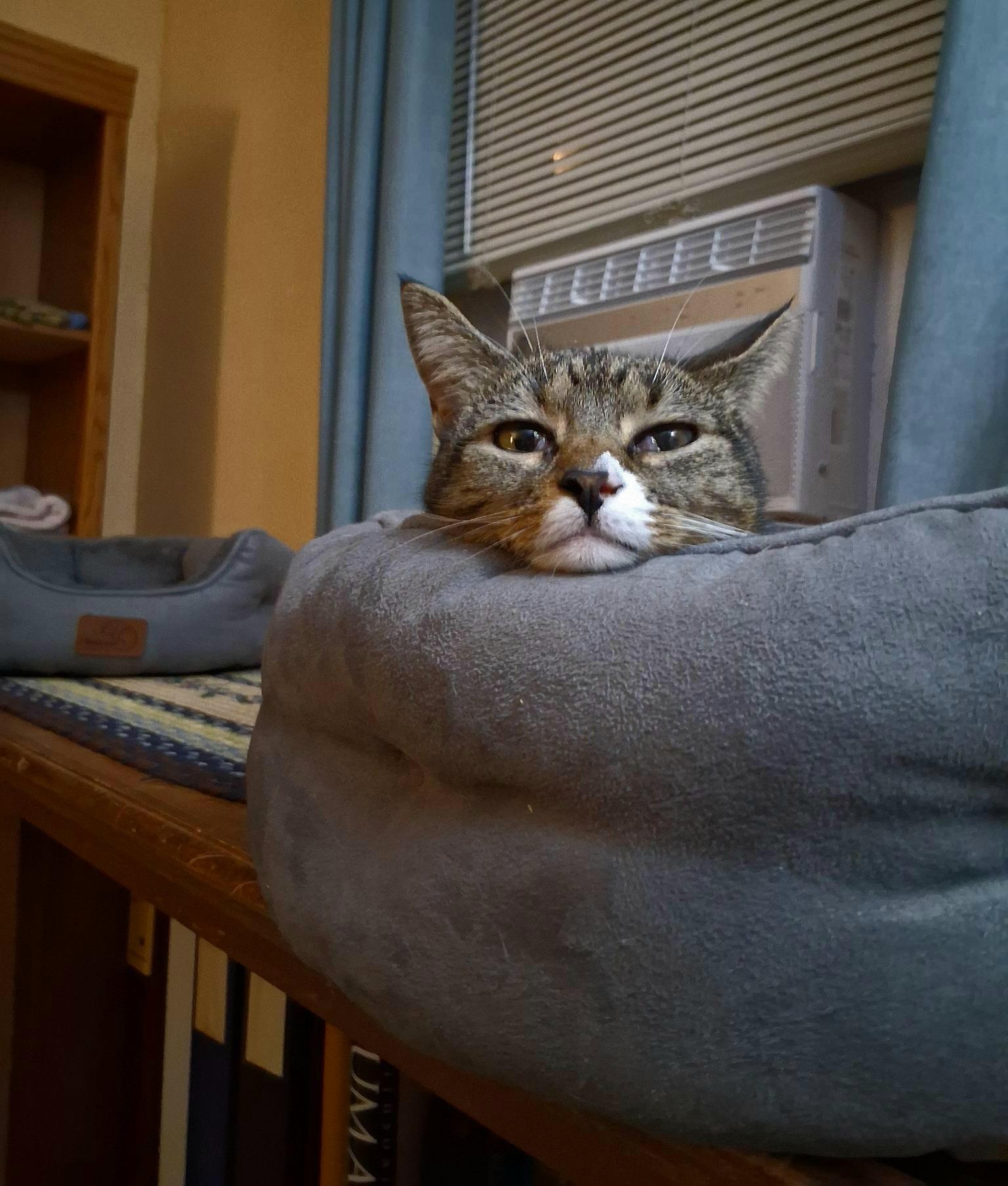 Pax is ready to close her sleepy eyes and call it a day. 🥱💤 We hope your Thursday has brought you moments of peace and contentment. May Friday and the weekend…