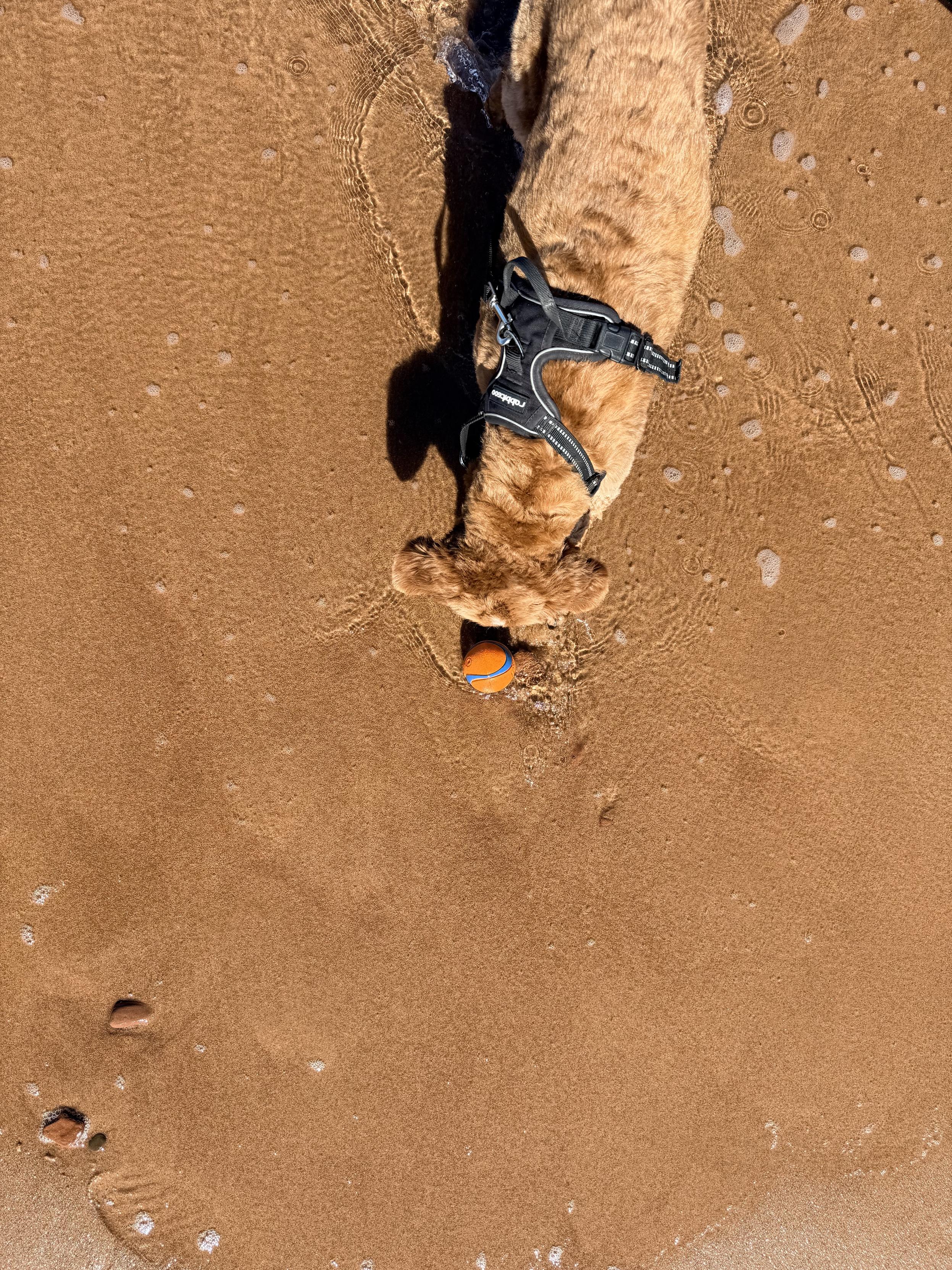 Playing fetch on the surface of mars (ignore the water 😂)