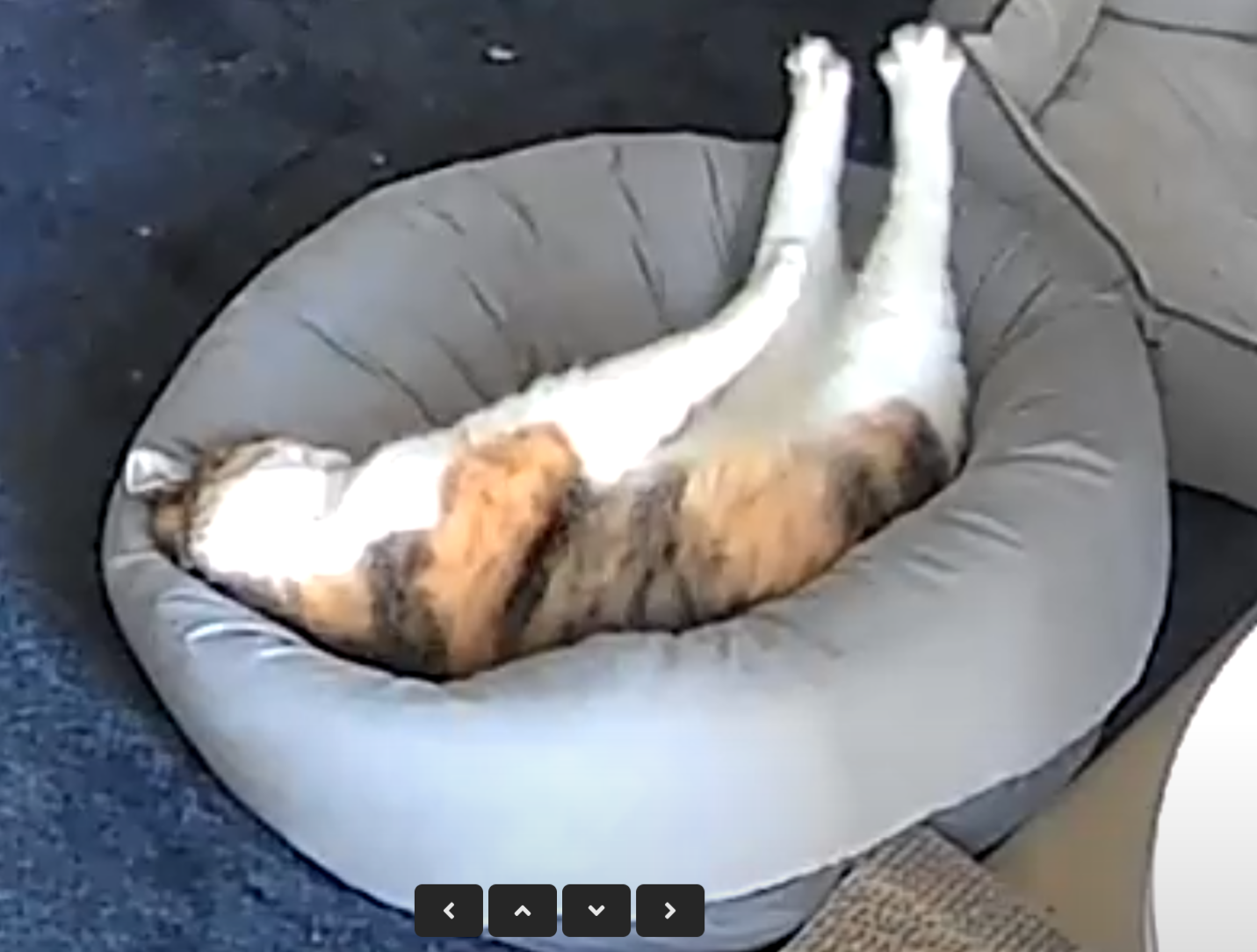 Tough Friday morning for Mi-tan.
