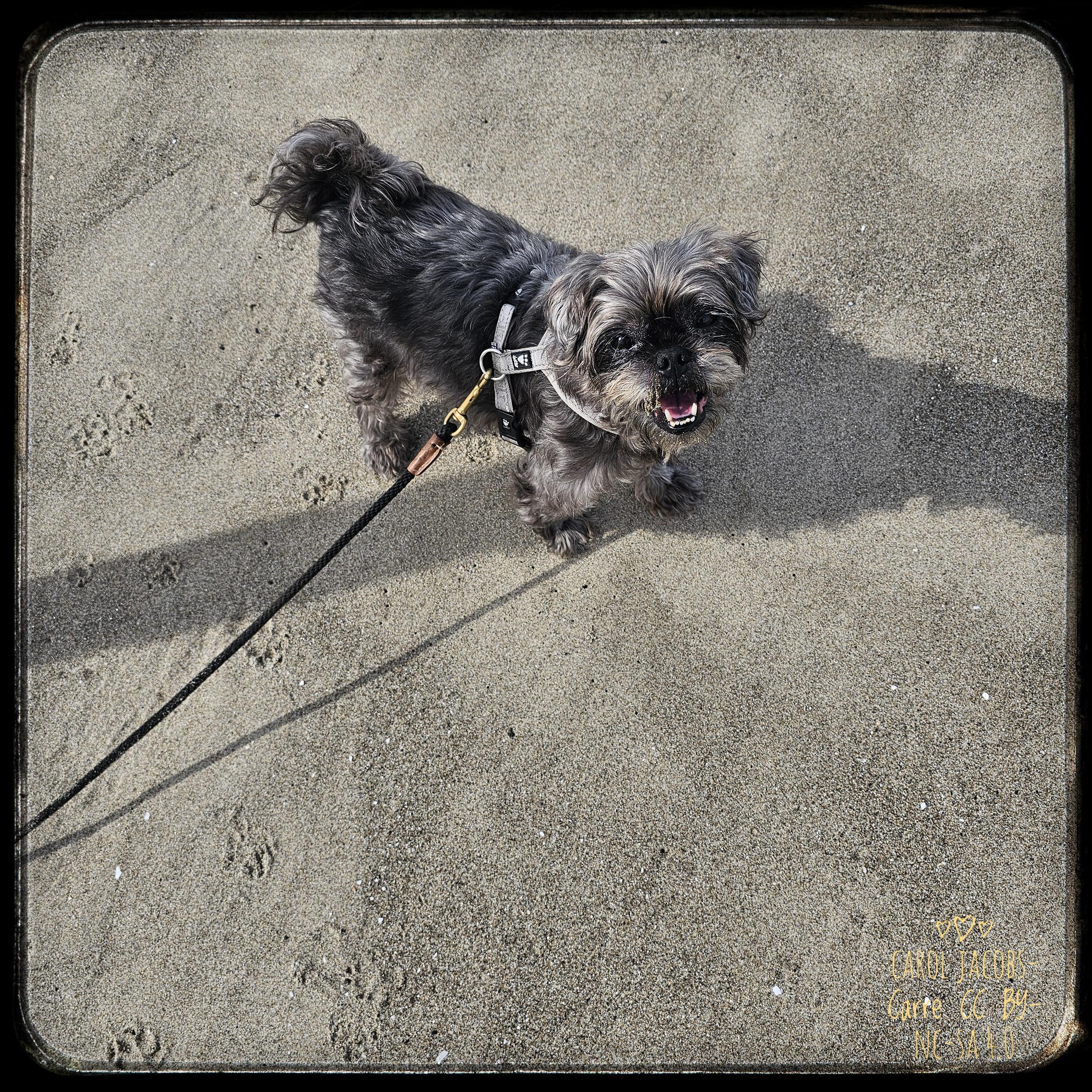 Monty enjoys the beach sand, the rocks, the flotsam and jetsam, and he let the waves touch his feet. He tasted the ocean and decided it wasn't very good water.…