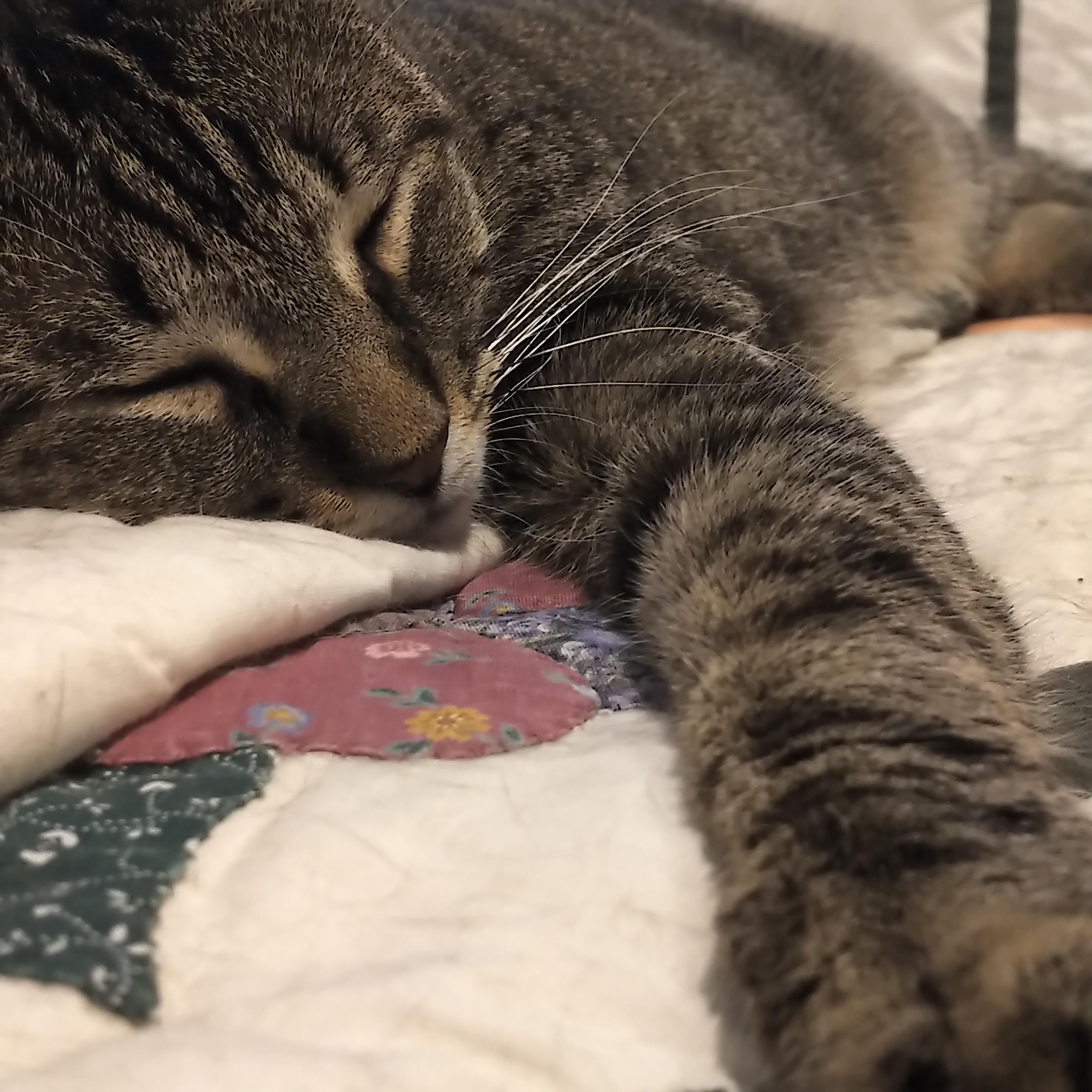 I wore Nell out.