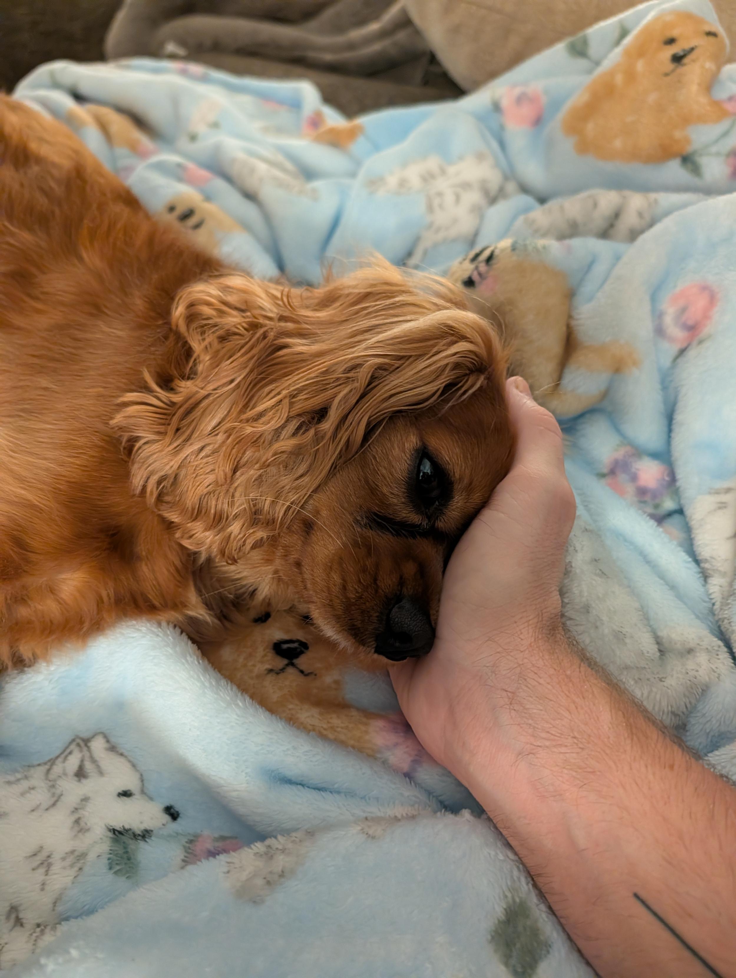 We enjoy head rubs.
