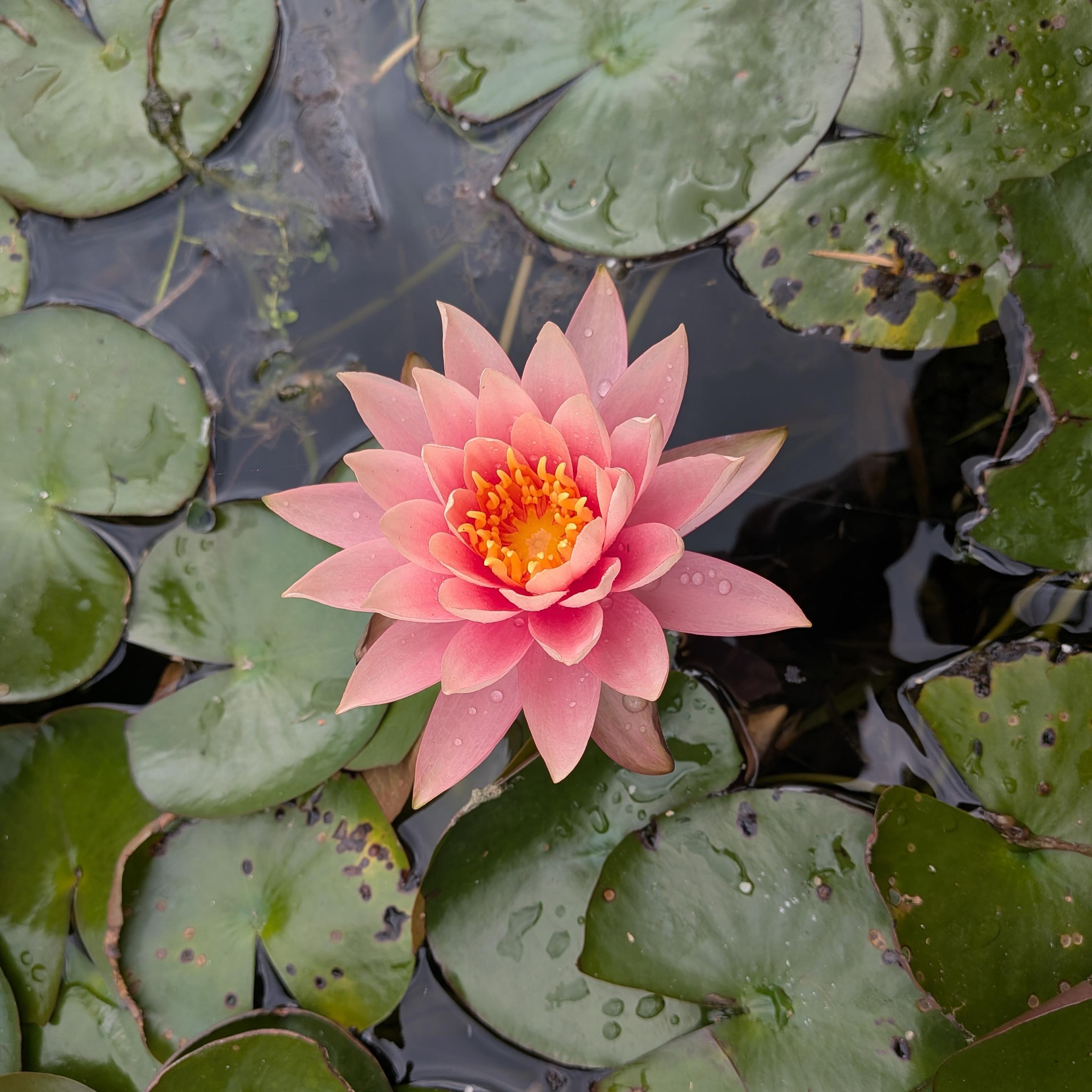 A photo of a beautiful pink water lily flower surrounded by green lily pads floating on the water surface.