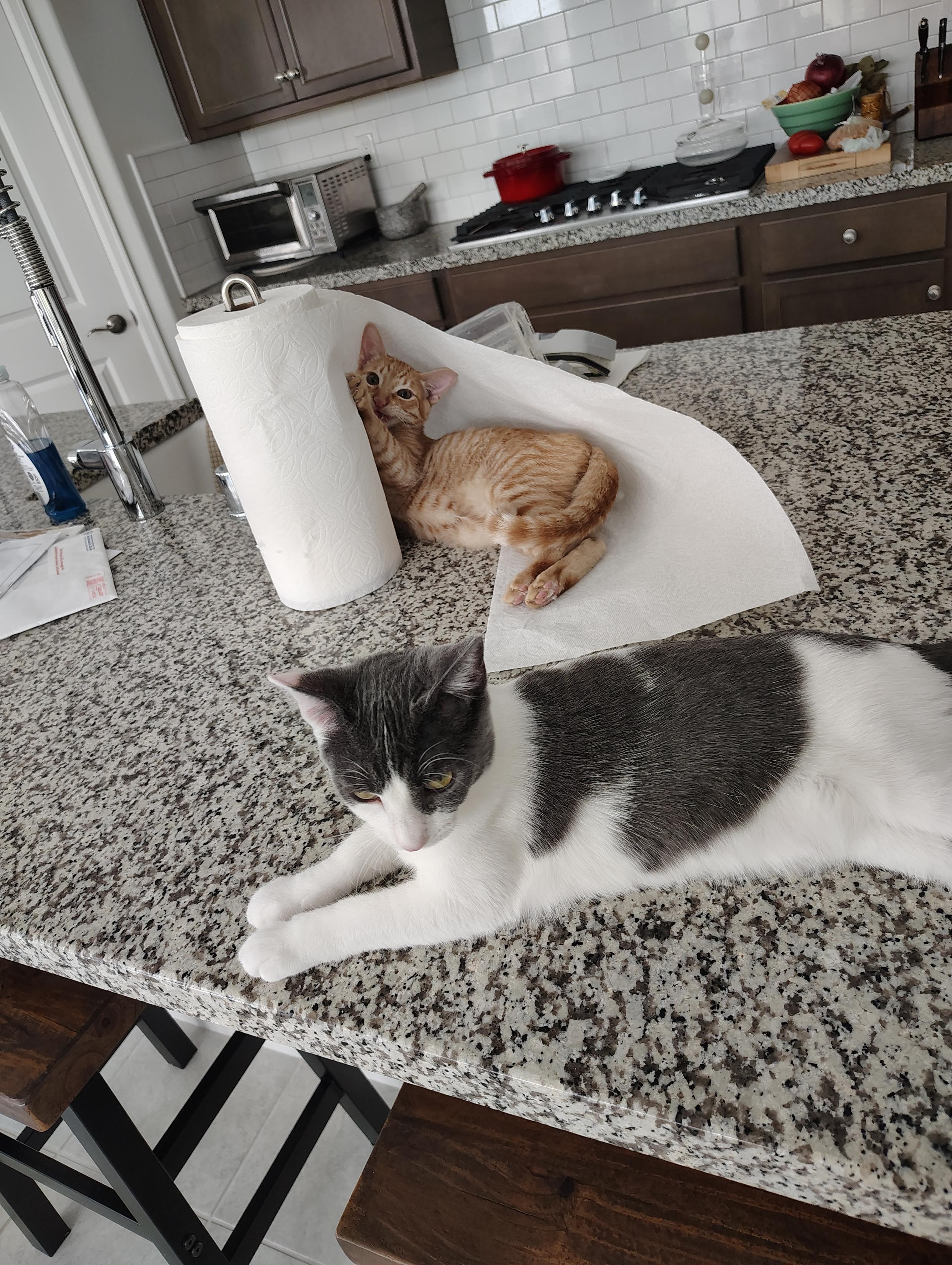 Kittens are not allowed on the kitchen counter. Not allowed Kittens: