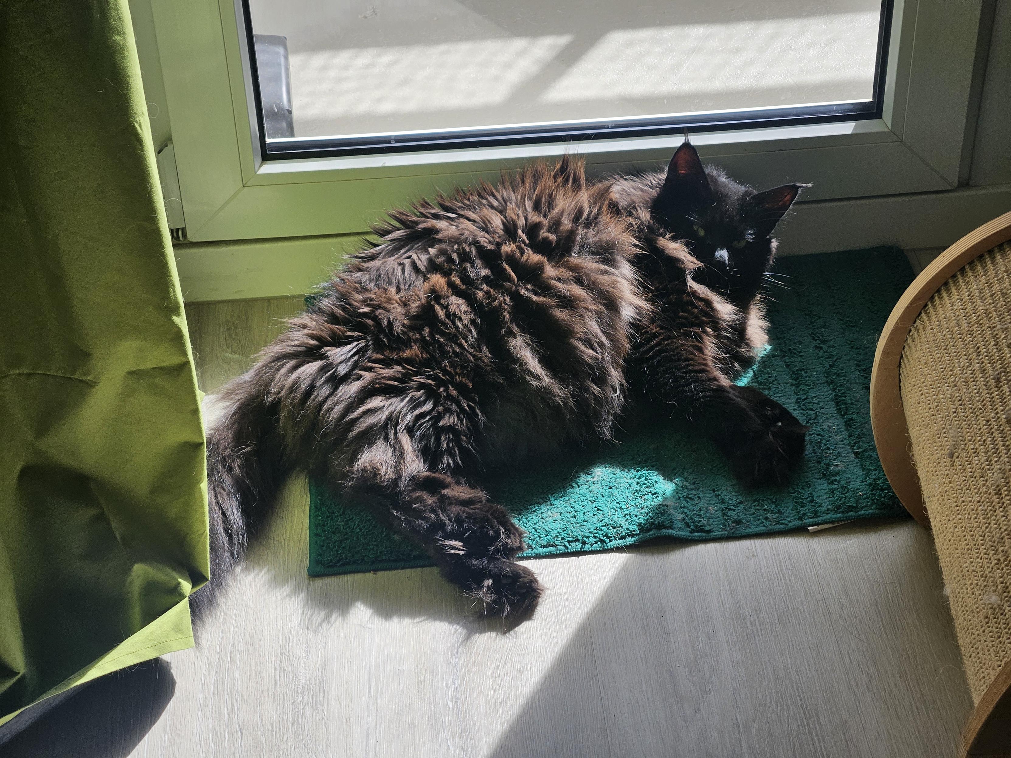 Black long-haired cat "Hope" resting on a green carpet inside a closed balcony door in the sun, her head raised to look at the camera.