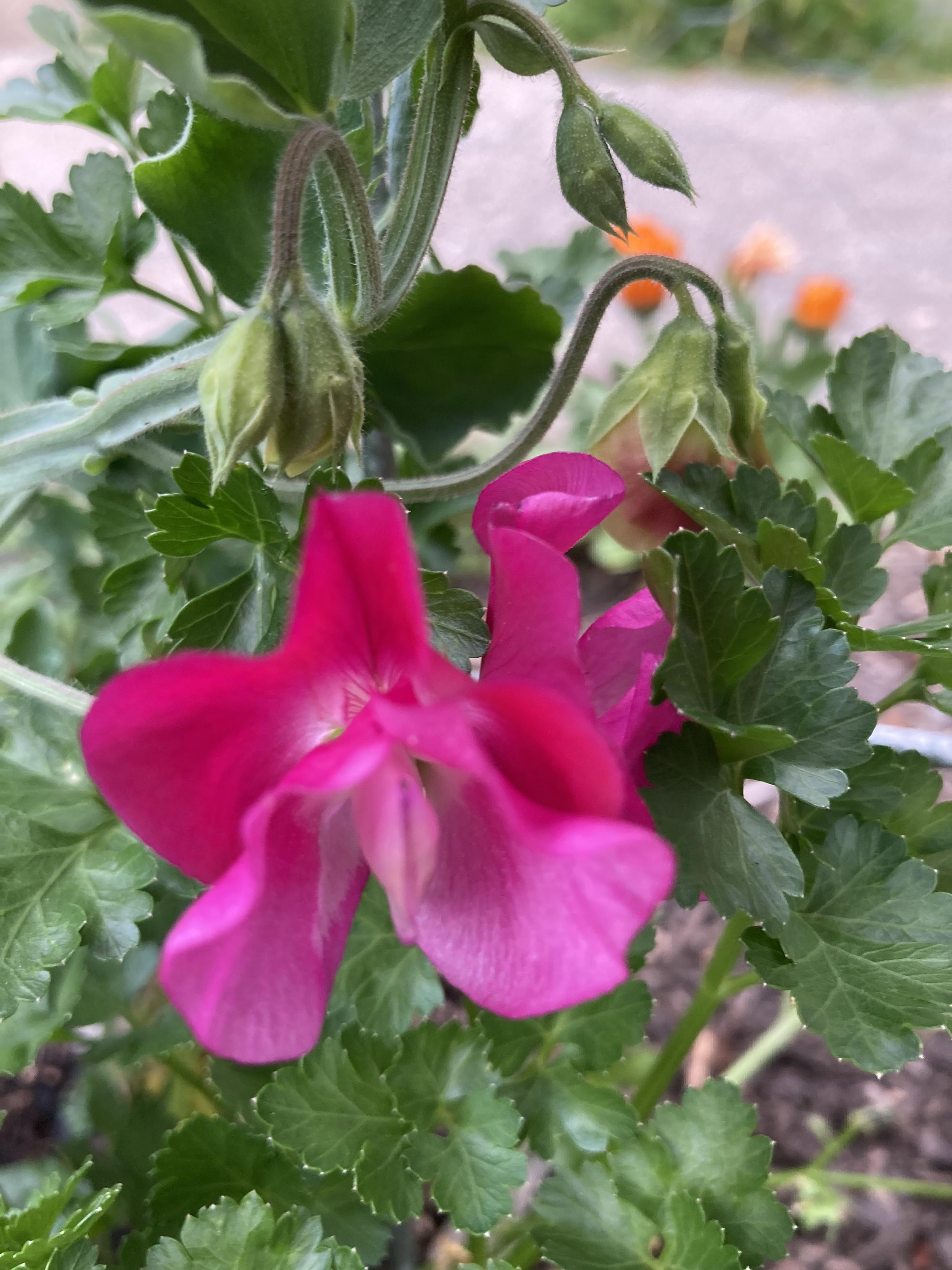 Sweet peas in the sunny garden and Sweet Pea in the sunny laundry basket