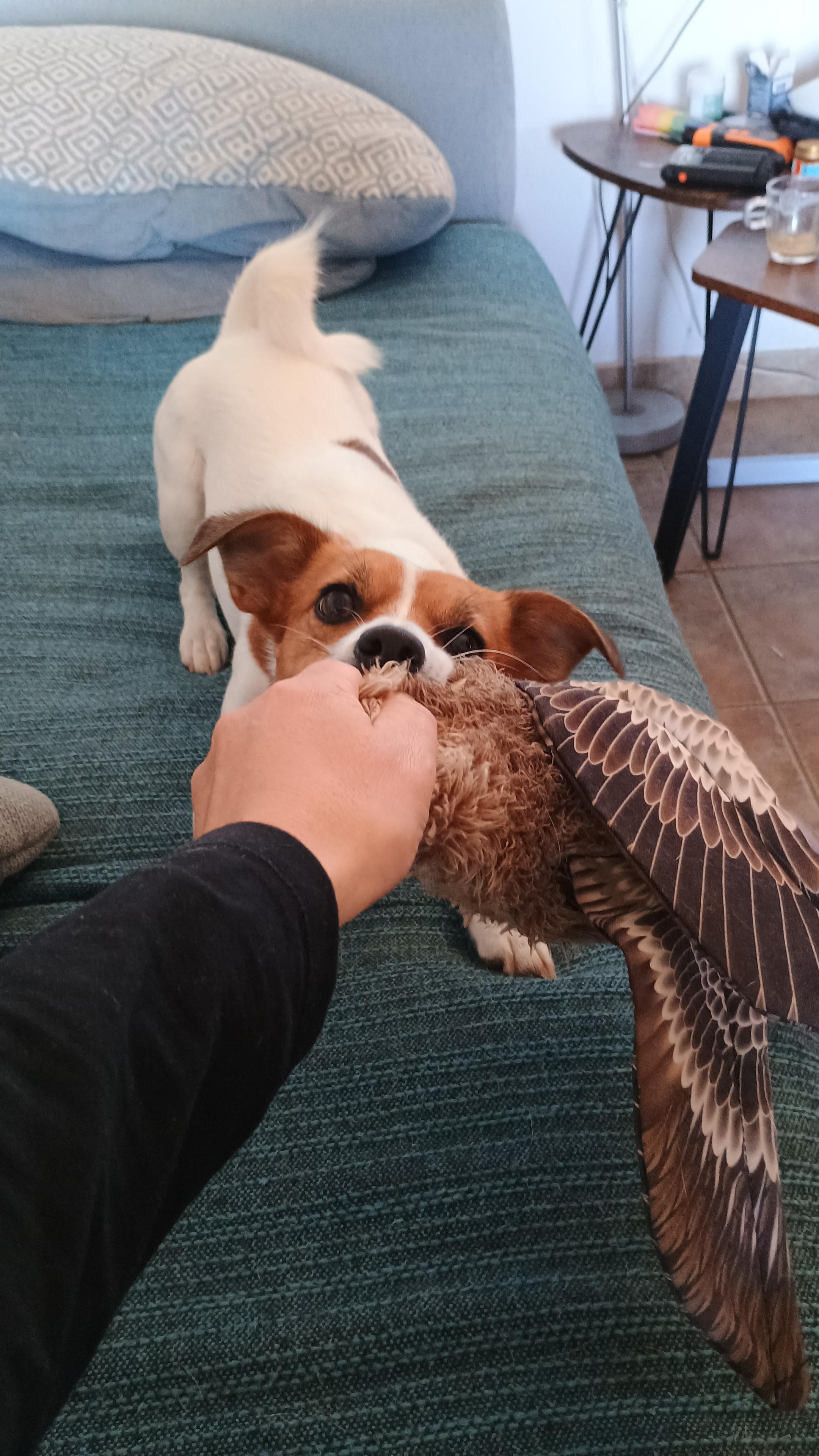 Fluffy ducky disagreement.