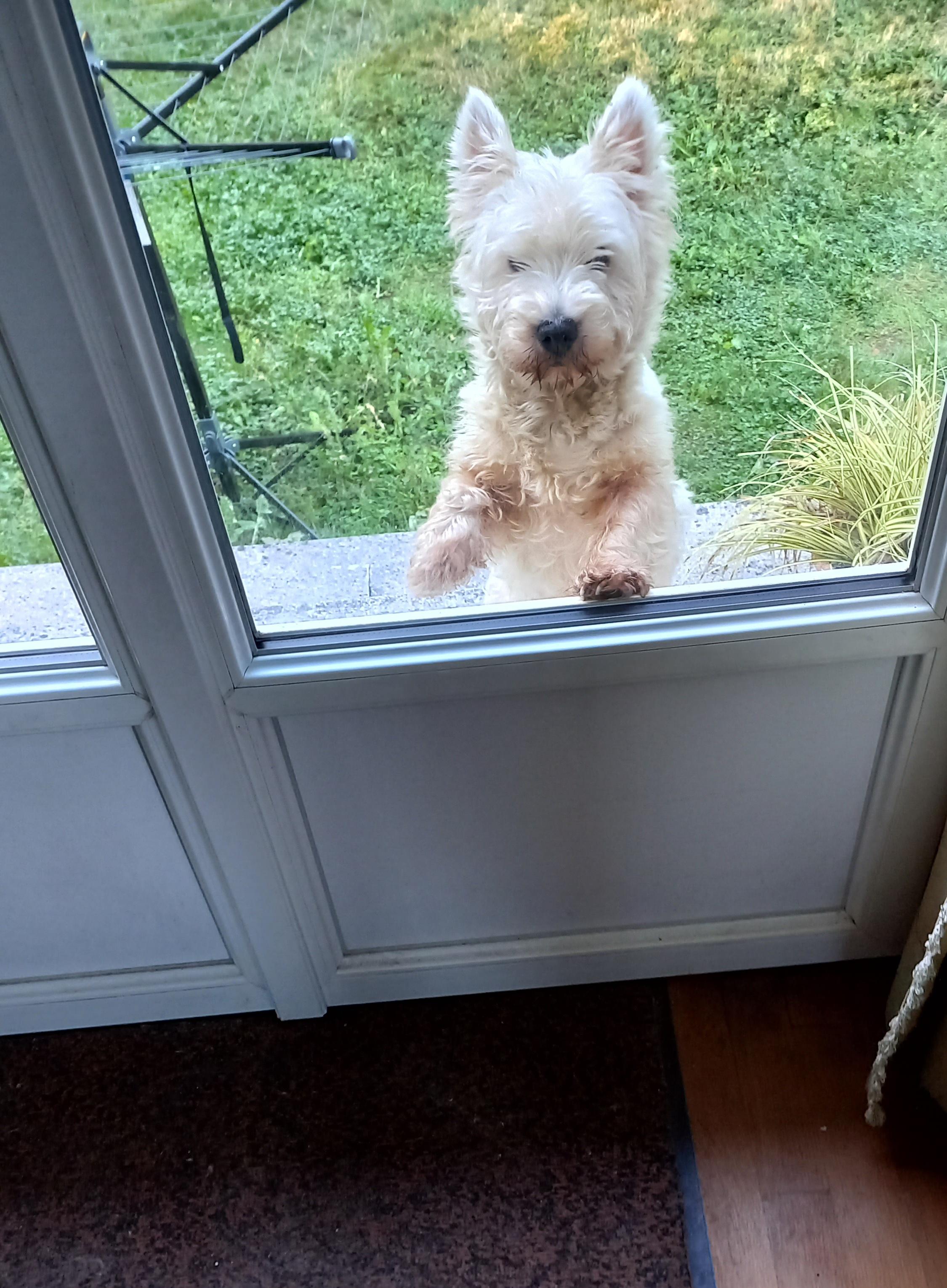 Mr Snowy: Hey! Let me in, yer meanies! I know you are in there eating breakfast and I want some! Me: Not today, thank you! Mr Snowy: ah, go on, go on, go on! L…