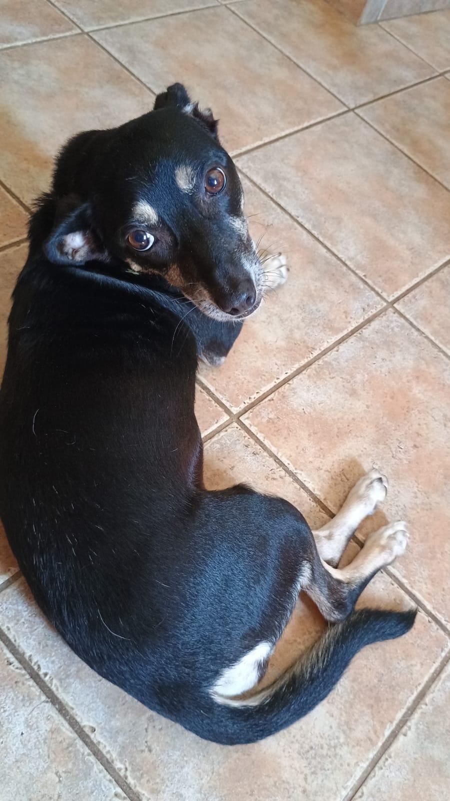 Mili the Trauma Dog went to her new home last night. We were fostering her for a few months while a local charity found a home for her. The poor animal flipped…