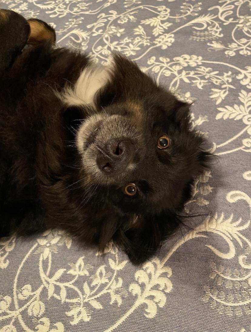 Good morning from Cody, a guy who's not supposed to be on the bed. He makes my day.
