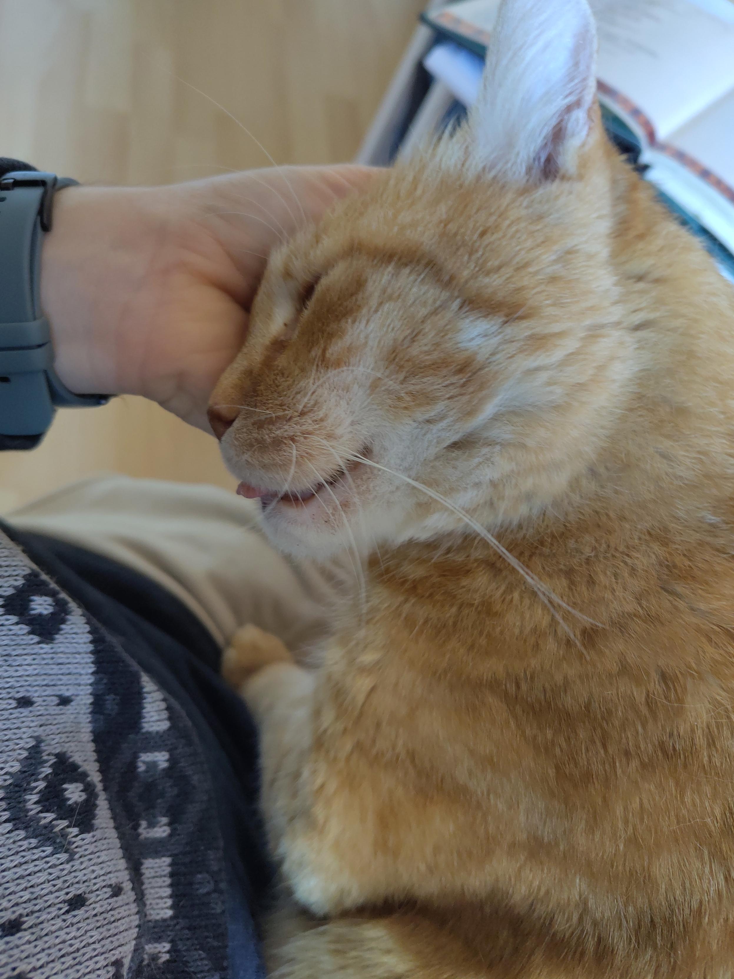 Purring and blepping