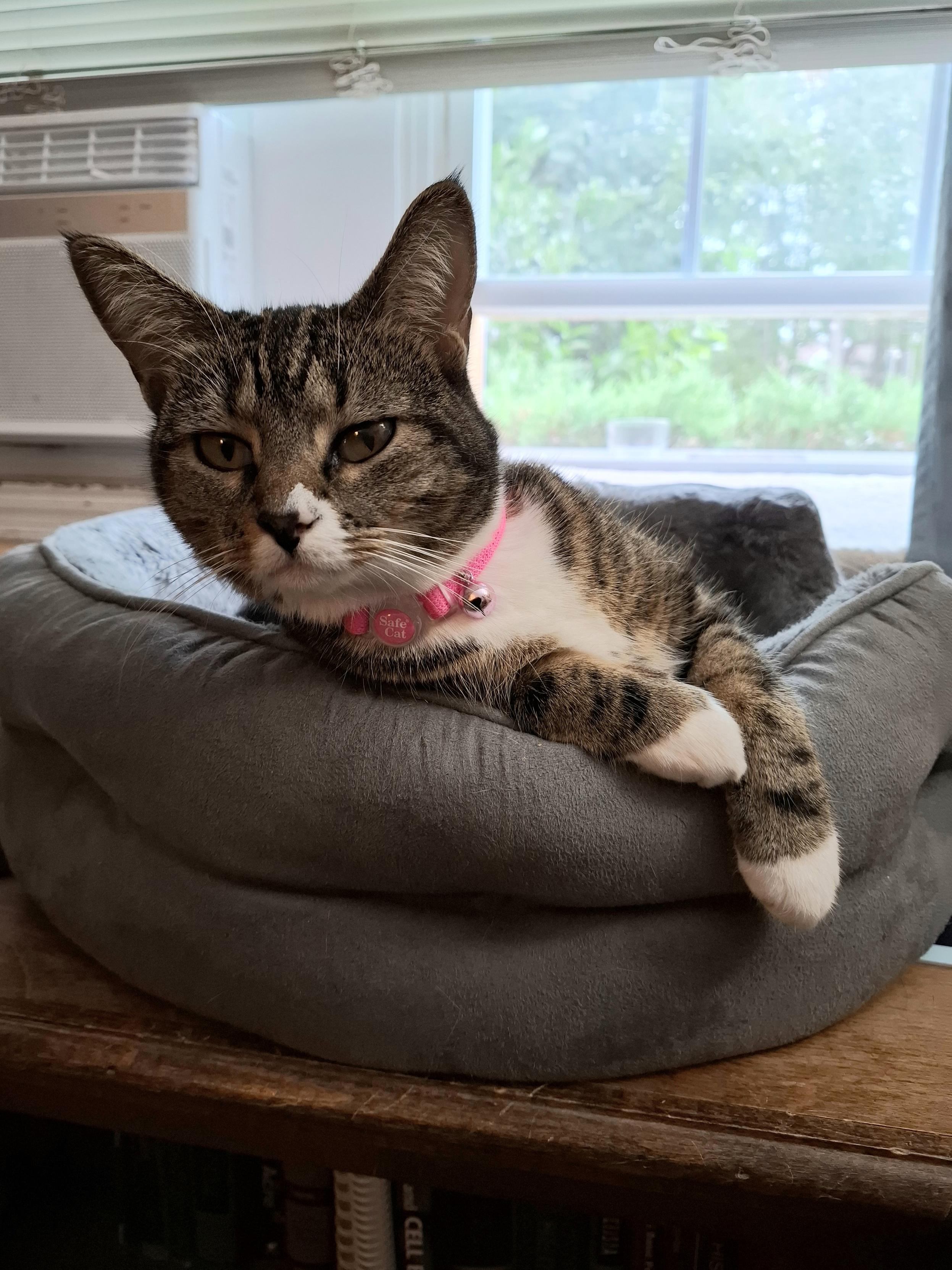 Pax is wondering if she should join in on her sibling's shenanigans or start some of her own. 😊 Good morning, afternoon, or evening to you! We wish you a happy…