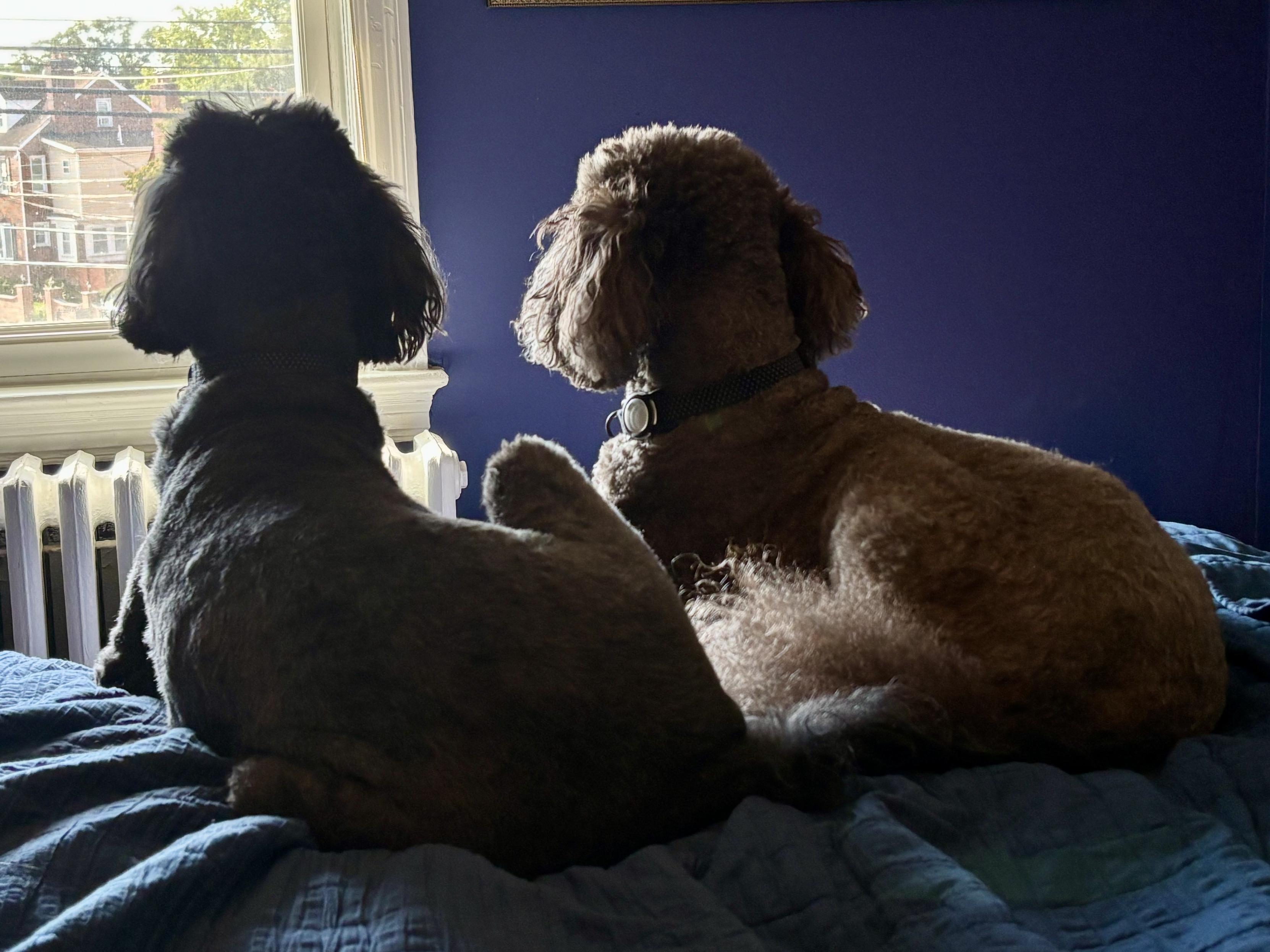 Two curly-coated dogs sit side by side on a blue bedspread inside a room with deep purple walls. The dog on the left has dark fur, and the dog on the right has…