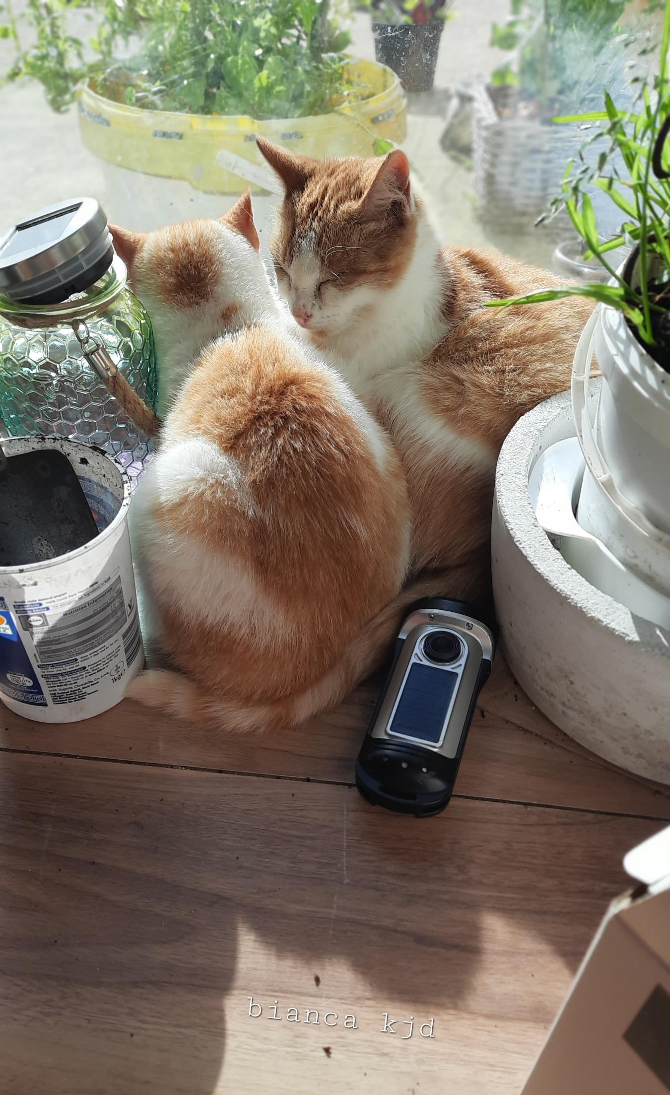 Cats squeeze into he smallest corner. 🍋 In fact, there is a lemon tree next to them (right). Hopefully helpful to produce fruits for the very first time in thi…