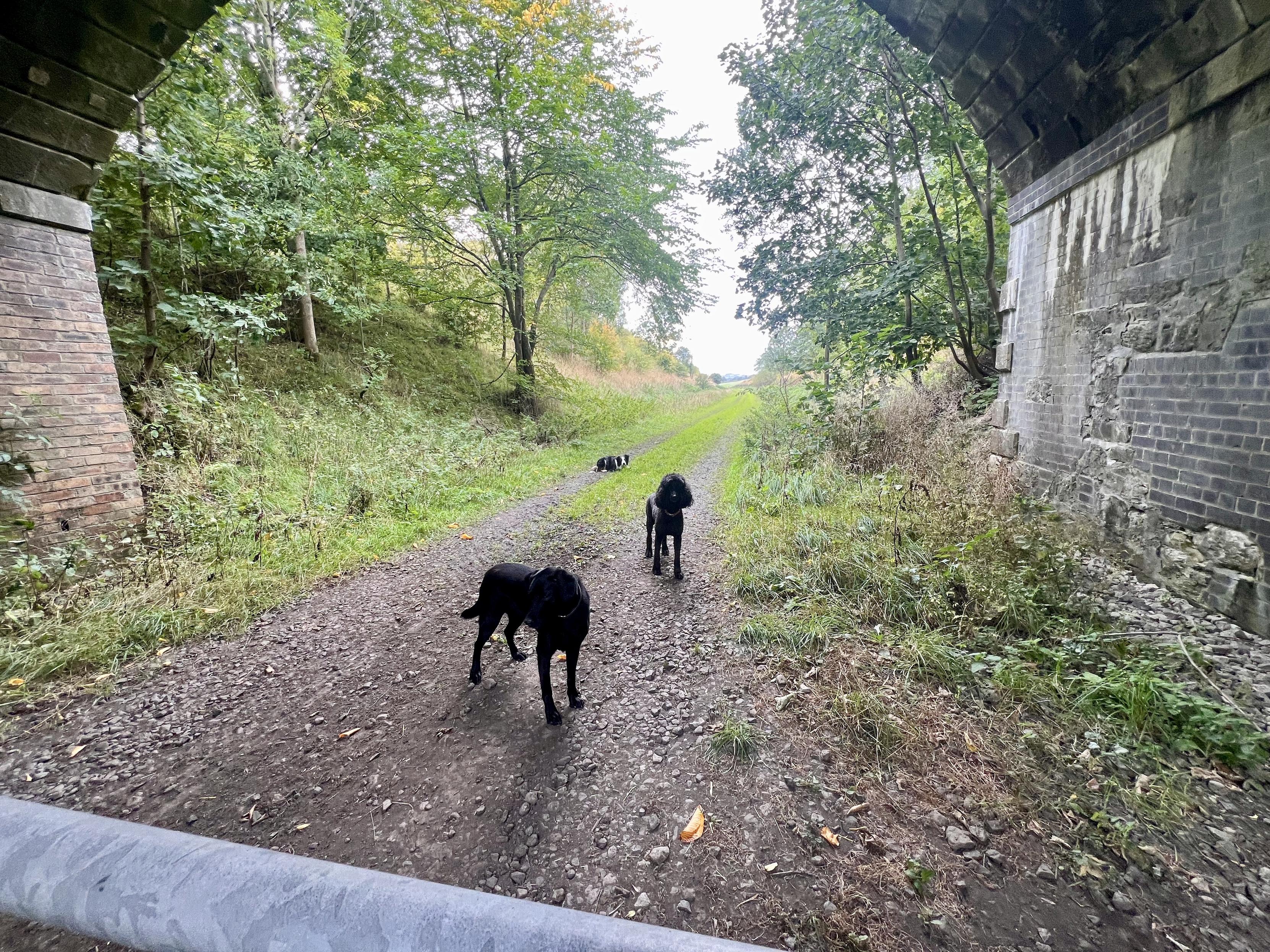 Away overnight, so the morning walk with a neighbours hounds became an afternoon one. I was sorely tempted to just shut the gate, but it wouldbe no use, the Co…