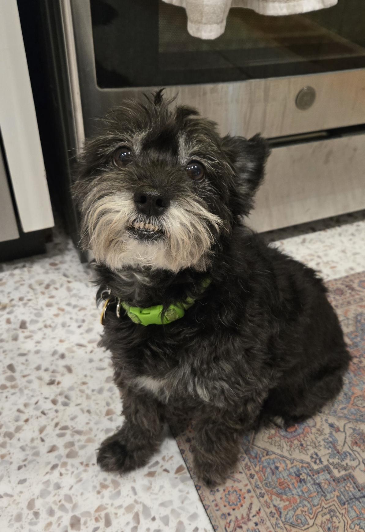 Lil black dog sitting on the kitchen floor in front of a stainless steel oven.