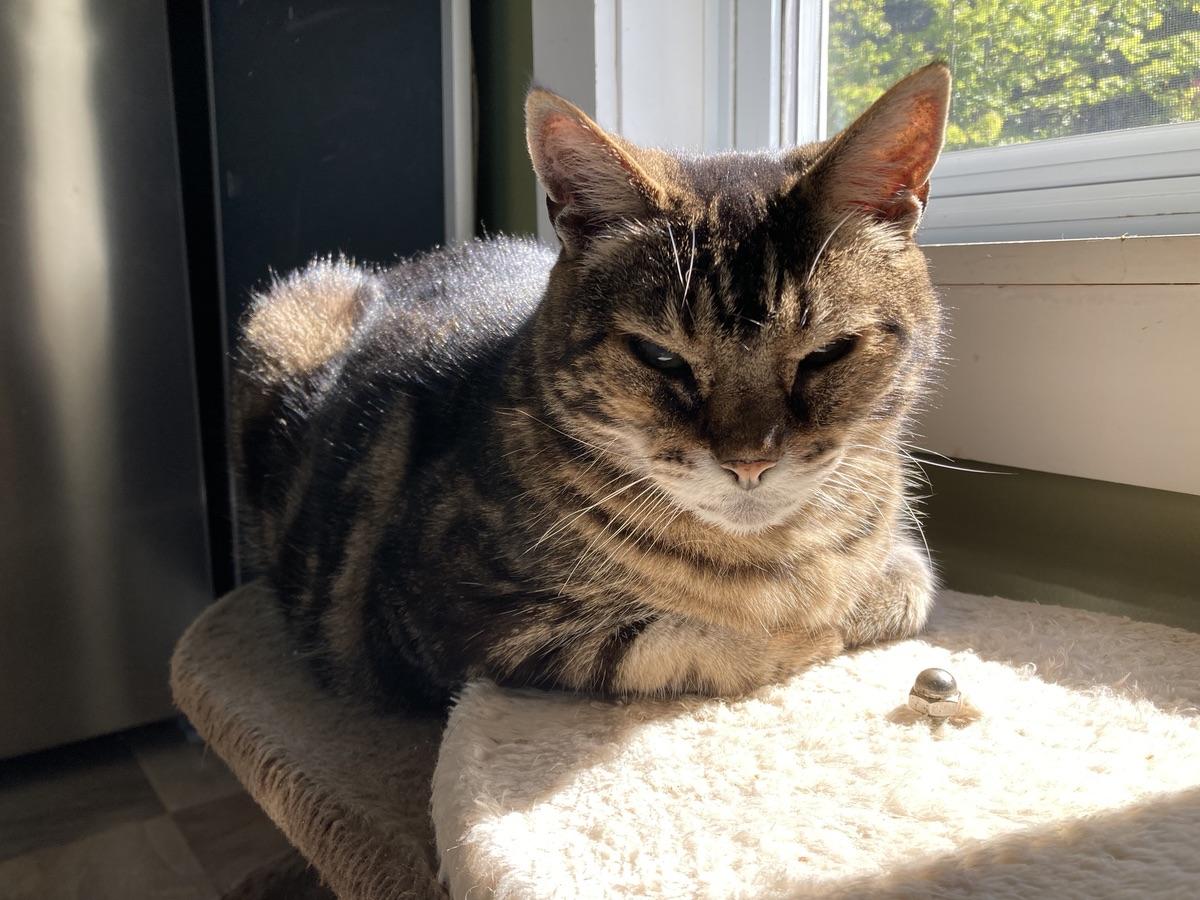 Somebody has shifted into sun-seeking season. He hasn't perched here in months.