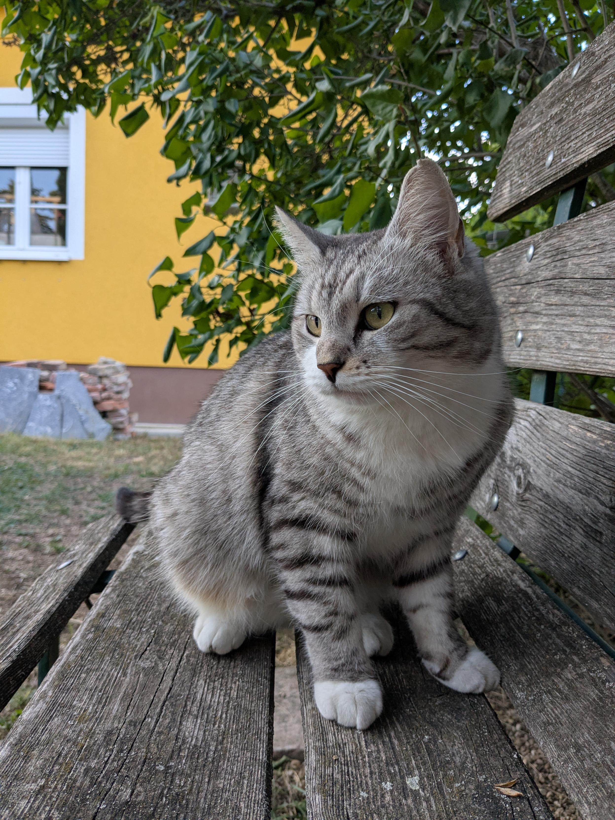 My cat on the garden bench