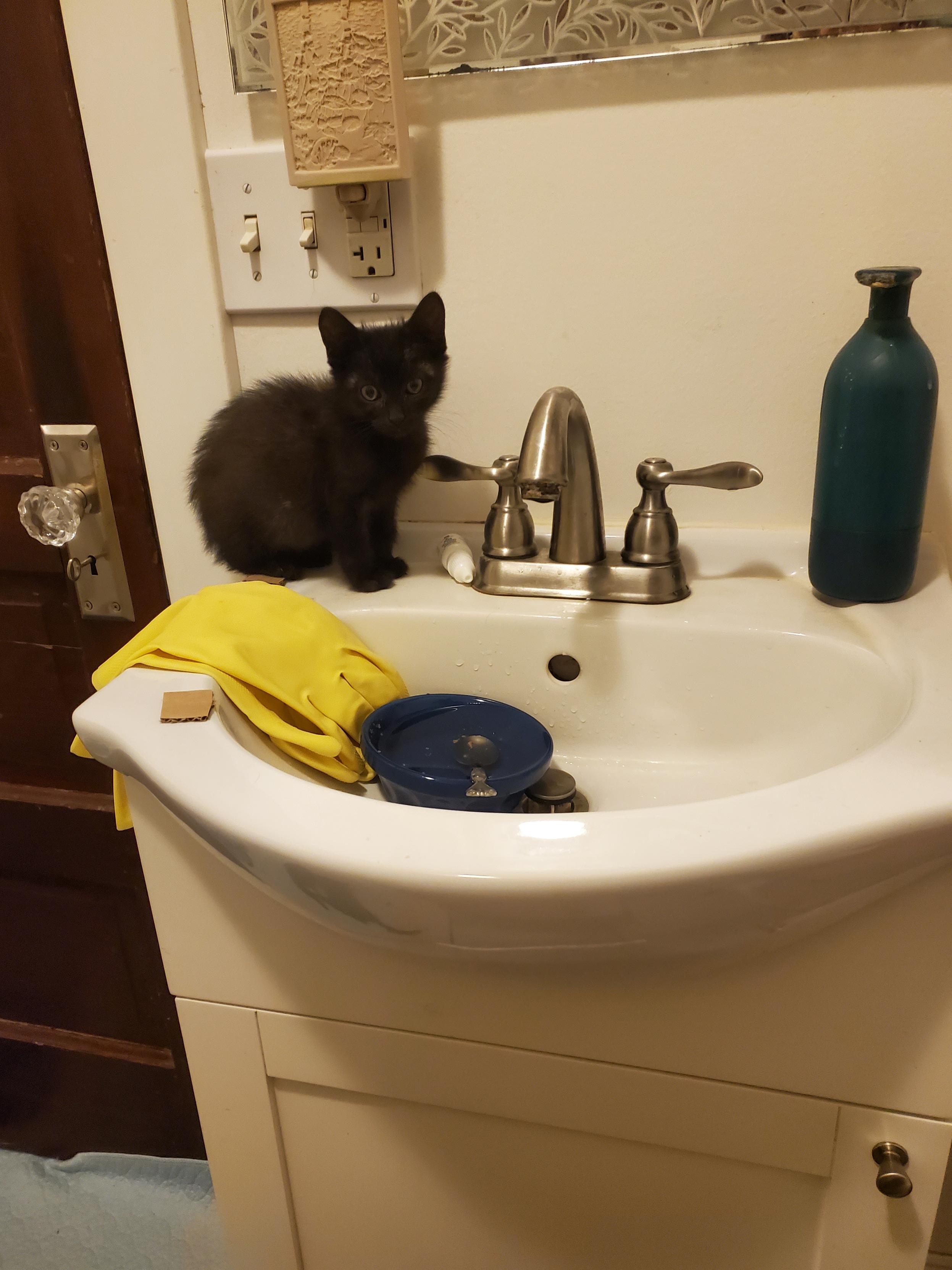 And on the 6th day they climbed. Foster kitten Gilly managed to climb up to the bathroom sink this morning. I'll have to revamp my "I'll just put this high up…