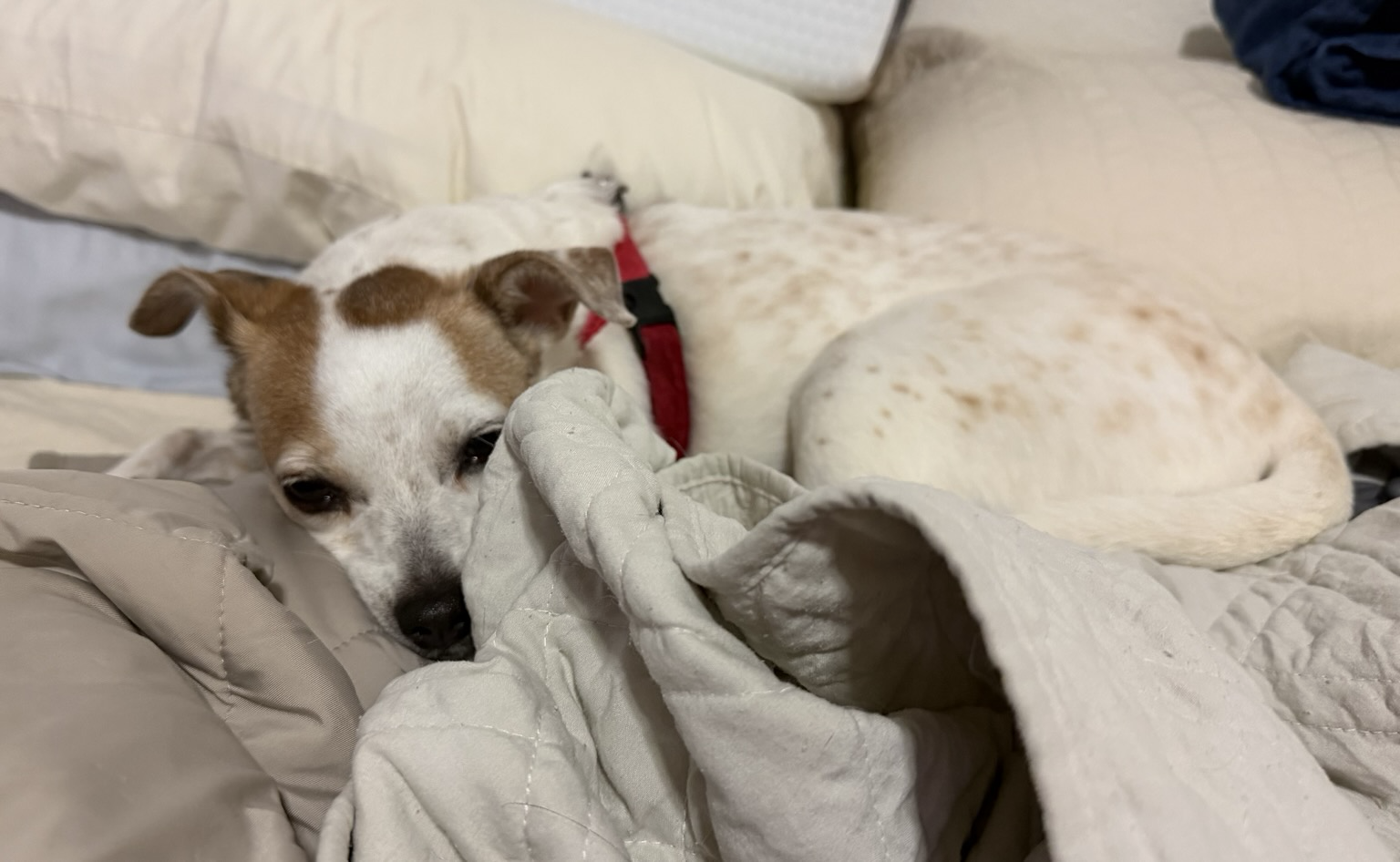 The wind is blowing and we’ve got some rain this morning. Mochi decided the best thing to do was to curl up for a nap.