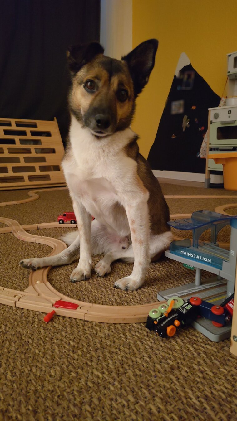 next station iz mainstationz. exit to teh left. on teh rite side der iz big doggo. plz mind teh gap.