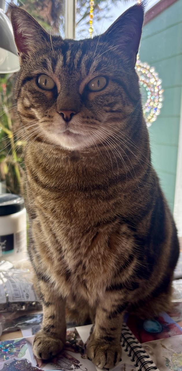 Ata Mārie on this ☁️ # Caturday morning. Have a wonderful day and enjoy the cat pics🐾