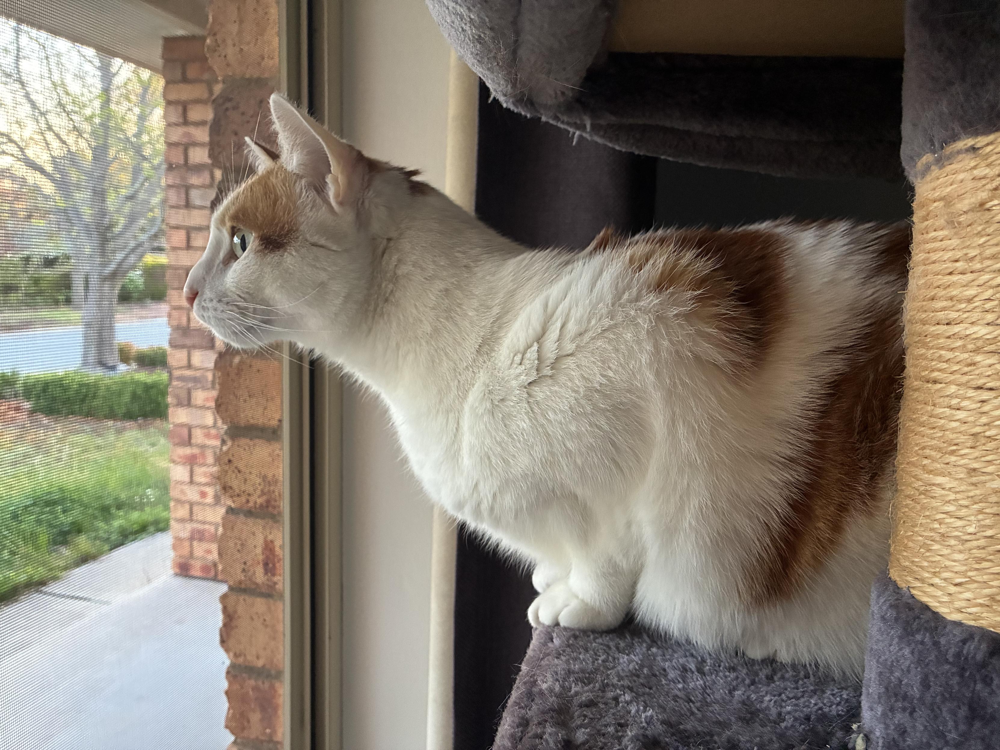 Saturday Pippin is looking out for whatever’s going on.