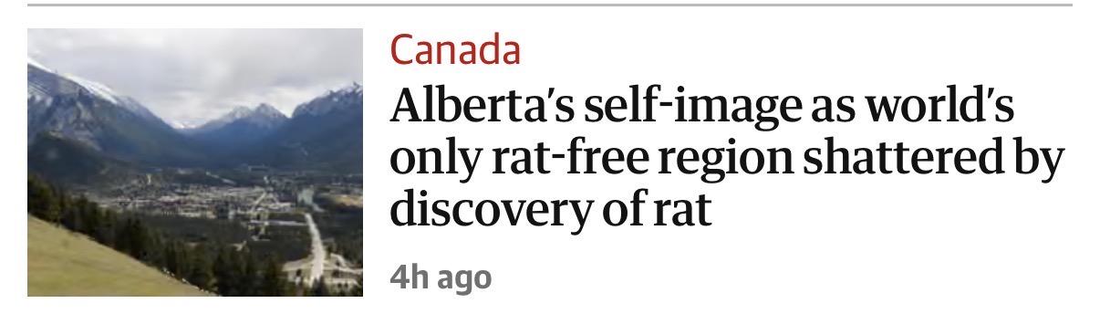 Screenshot of an article link; Canada Alberta's self-image as world's only rat-free region shattered by discovery of rat