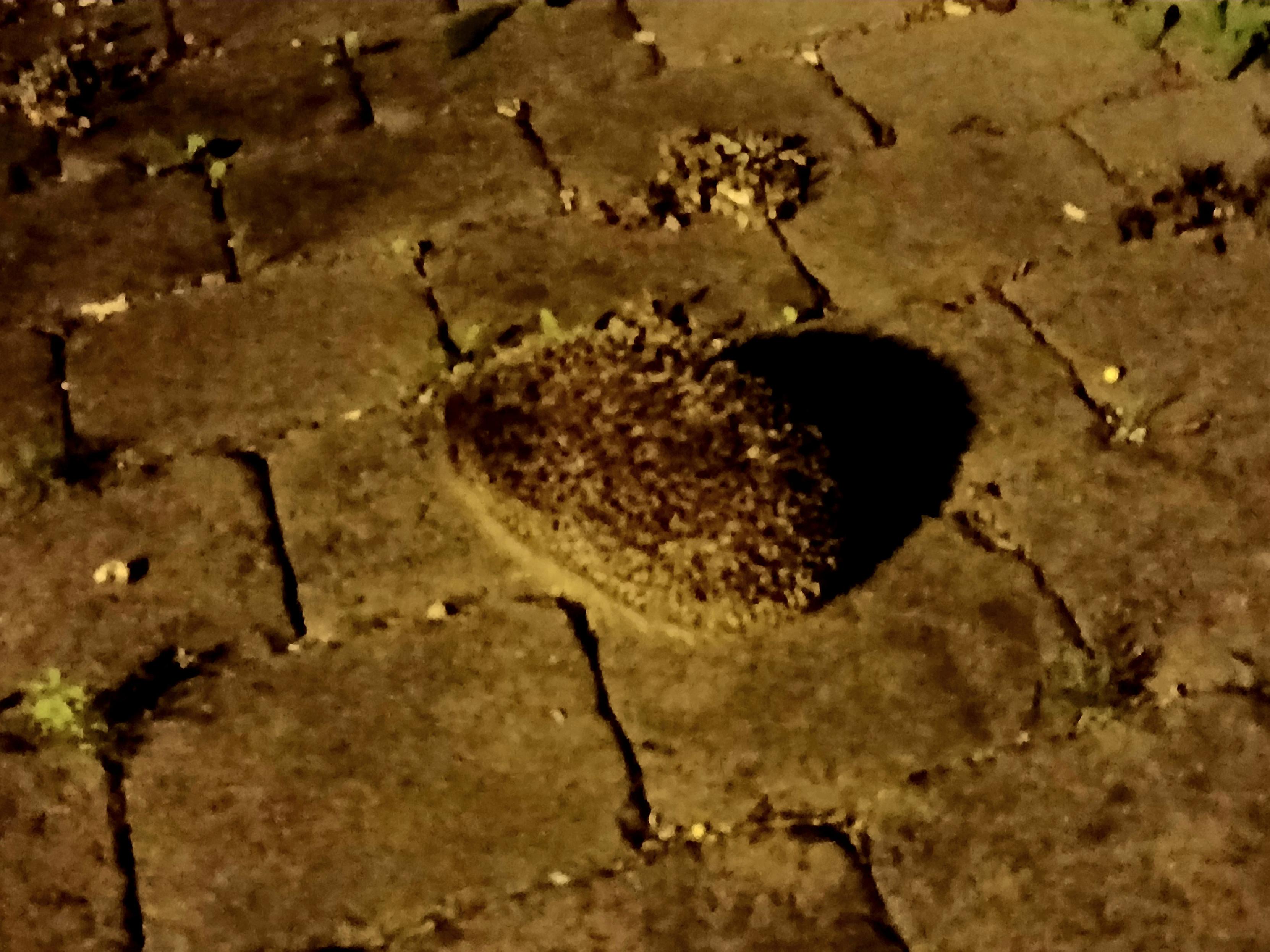 Spiny Norman has returned, and is wandering around the courtyard, so I set out a dish of cat food. 🦔