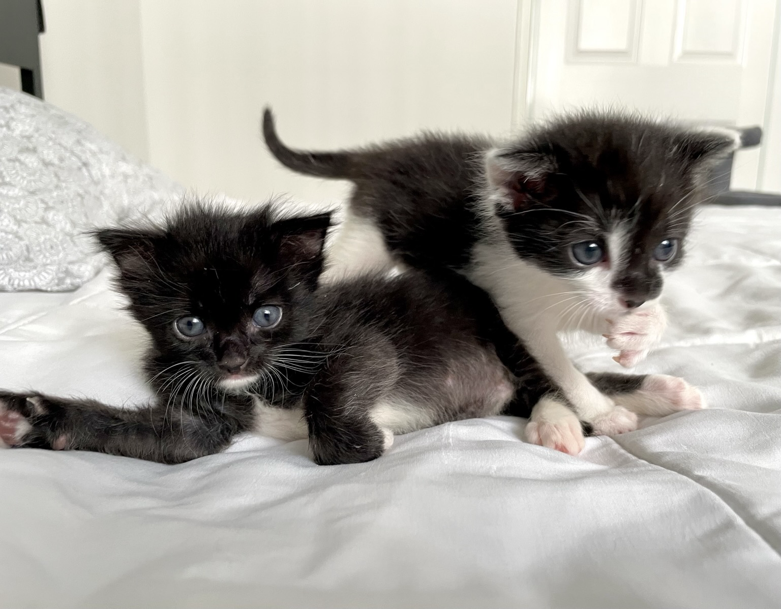 Snoopy: Oooo, she stole our (baby dagger) claw tips 🖤 Lucy: *devising a plan* 😼