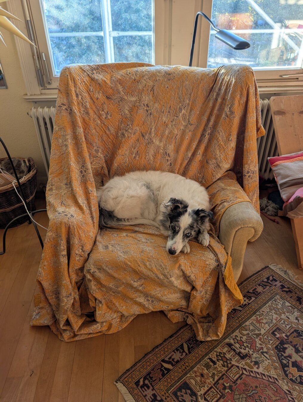 A long day for the chronicler: cuddles with the pack in the morning, then a few meetings, then off to see Dad. 200 kilometres on country roads, but it was wort…