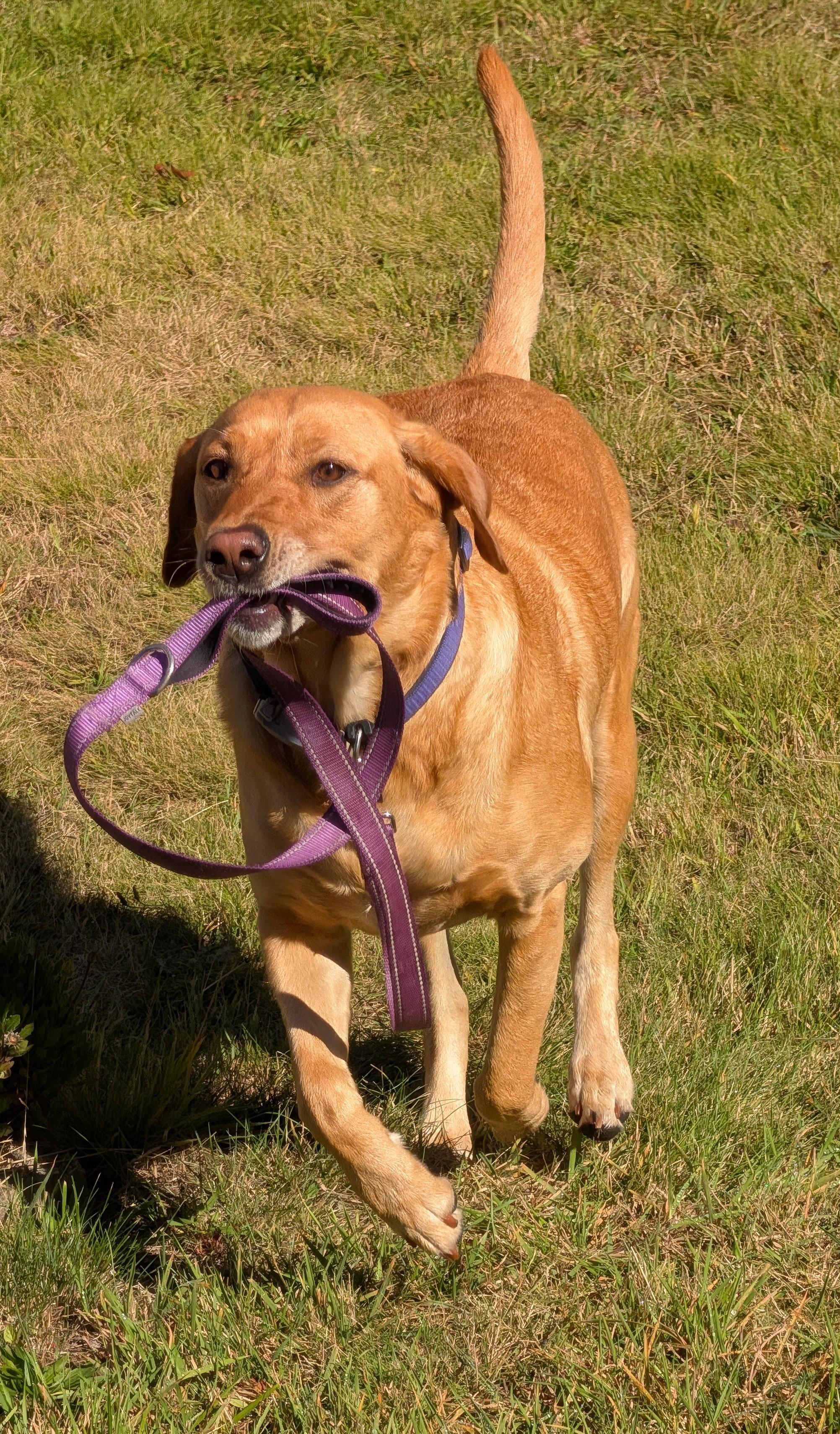 Summer is such a helper. When nobody has time to take her for a walk she says no matter I'll do it myself. Away with the formalities and right to the exercise…