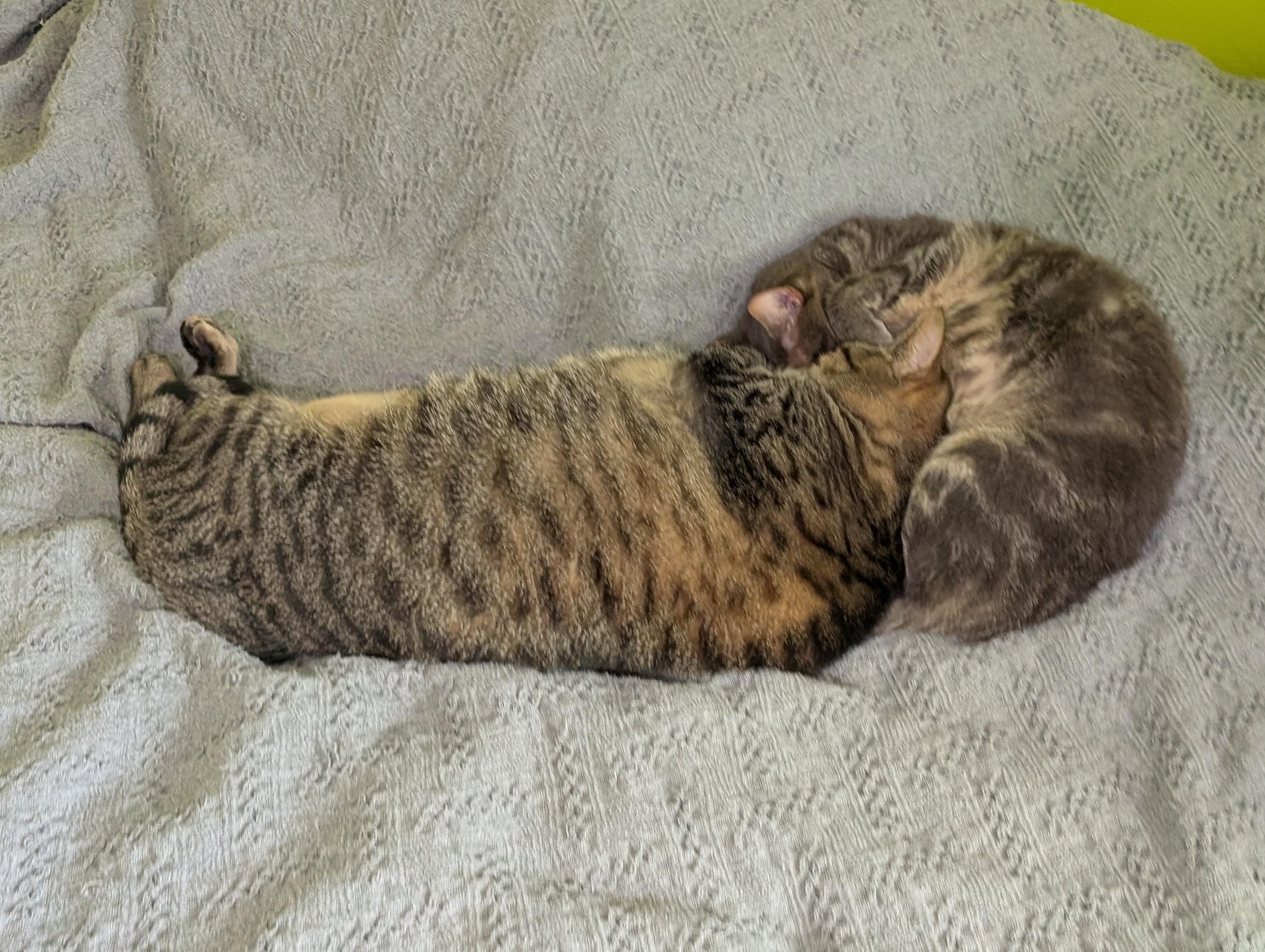 There is a bit of a size difference between these two.