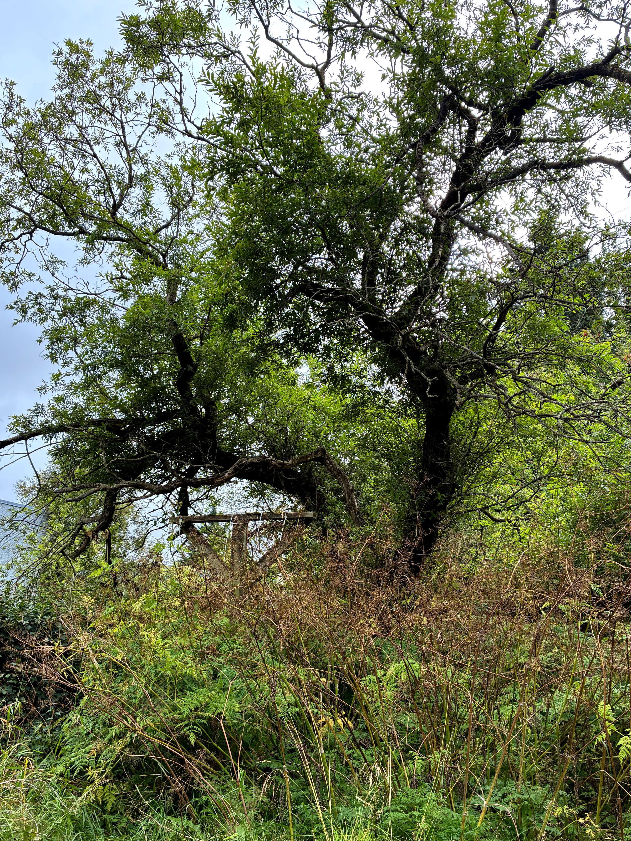 A clothesline post surrounded by a lot of plants.