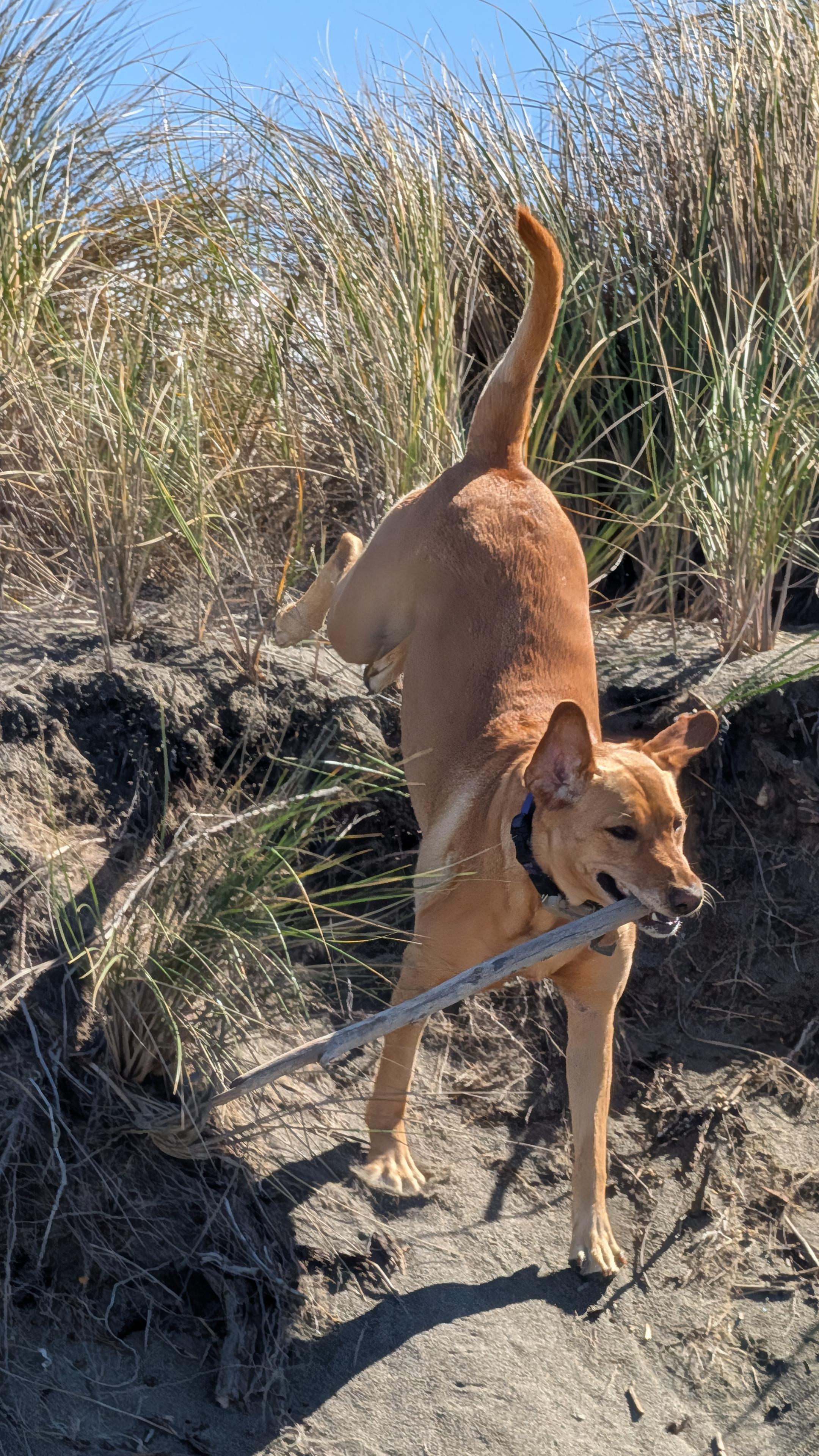 A few more beach adventure photos.
