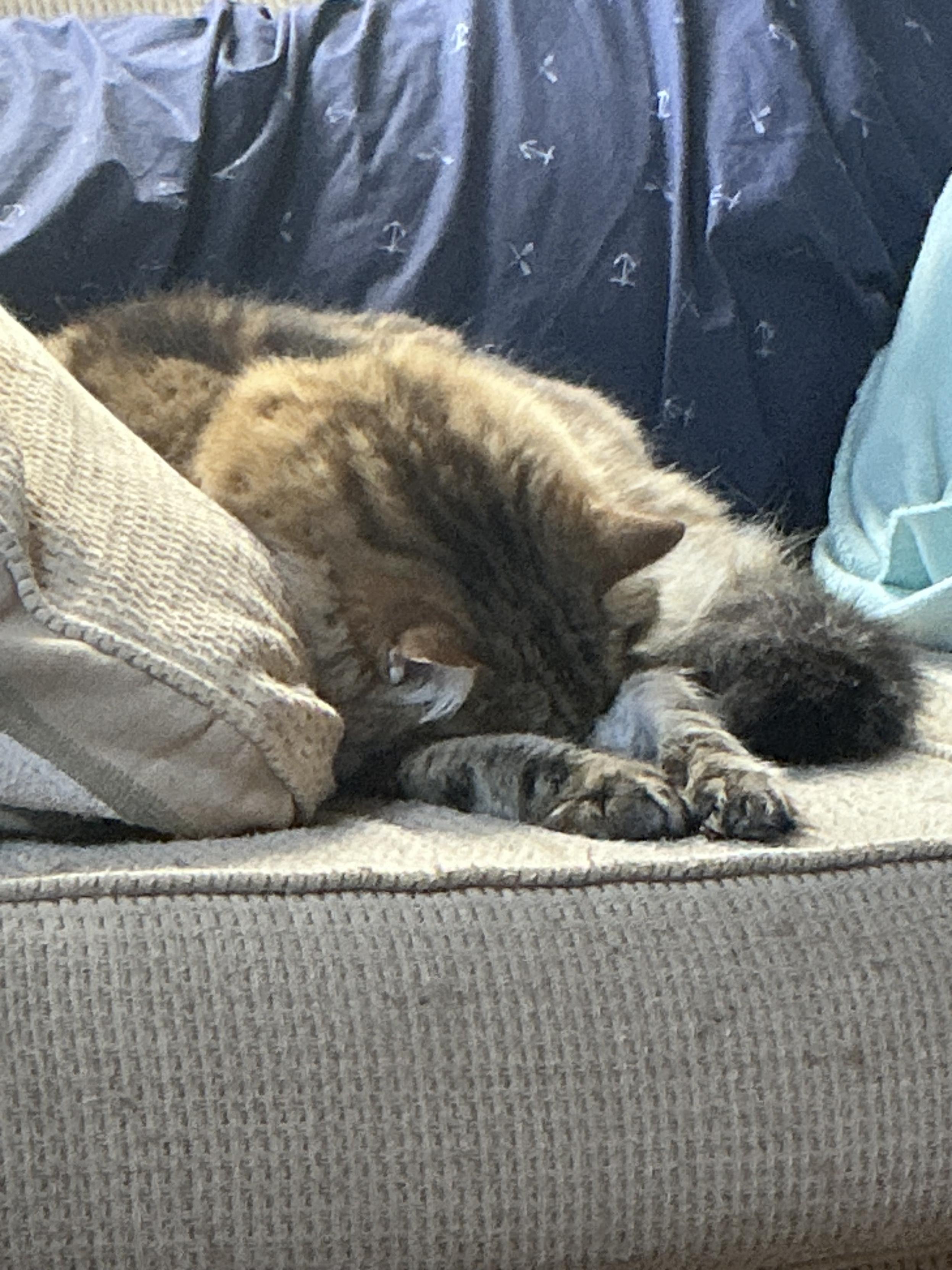 😴 🐱